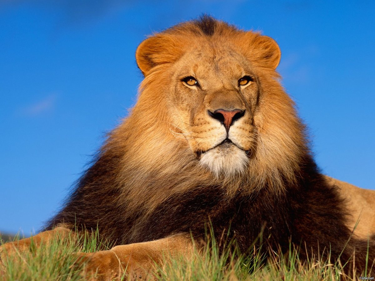 Лев красивый гордый