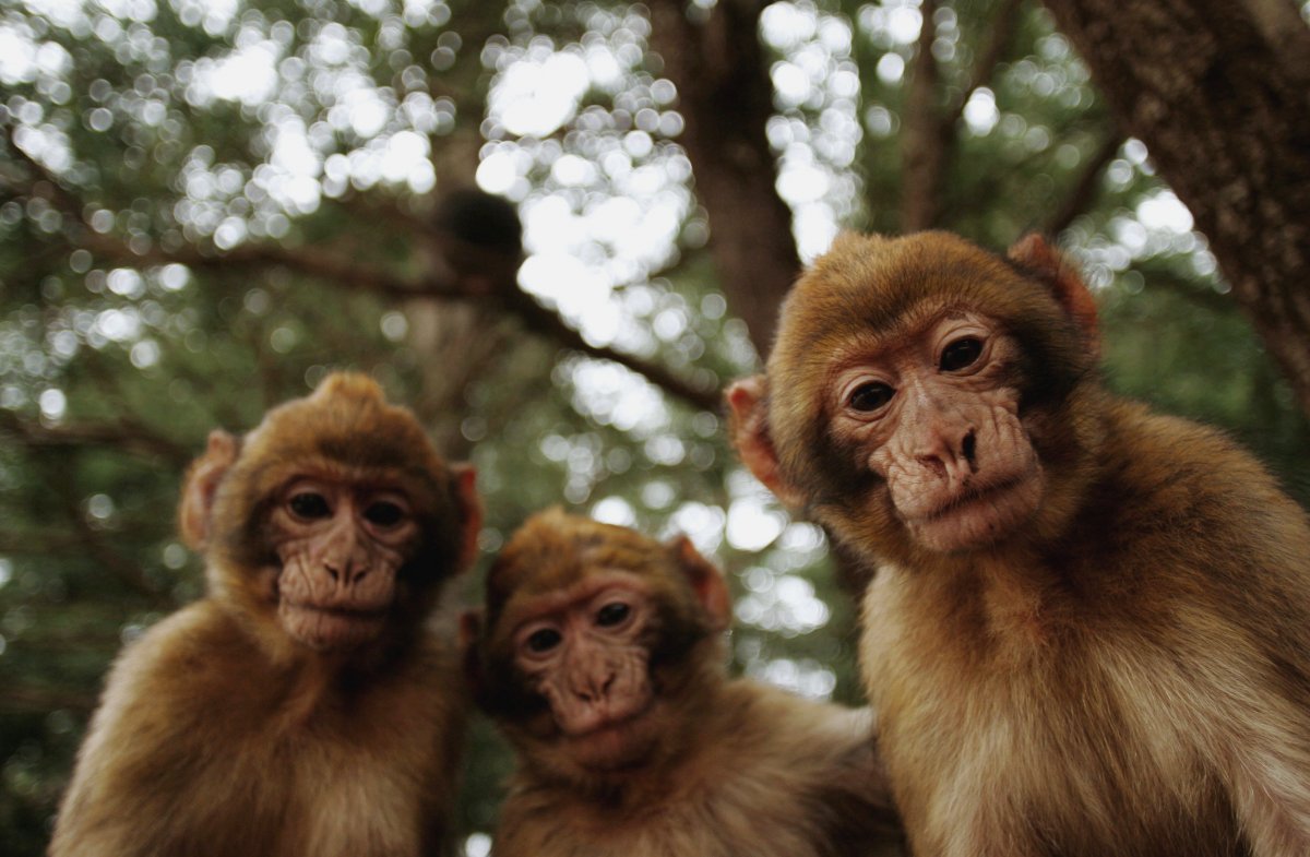Три смешные обезьянки