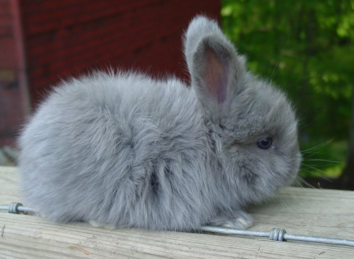 Декоративный кролик серо белый