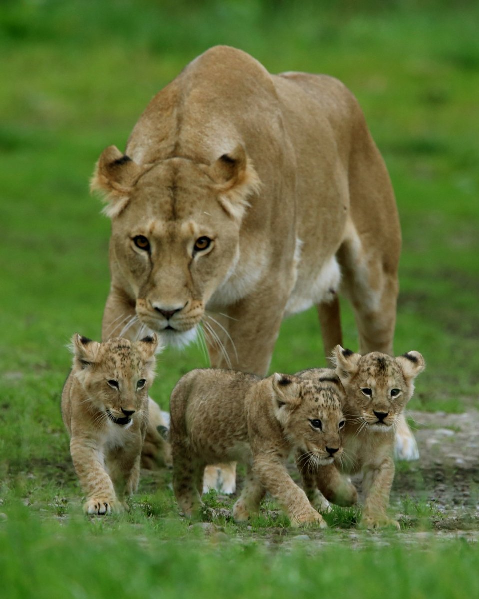 Львица с тремя львятами