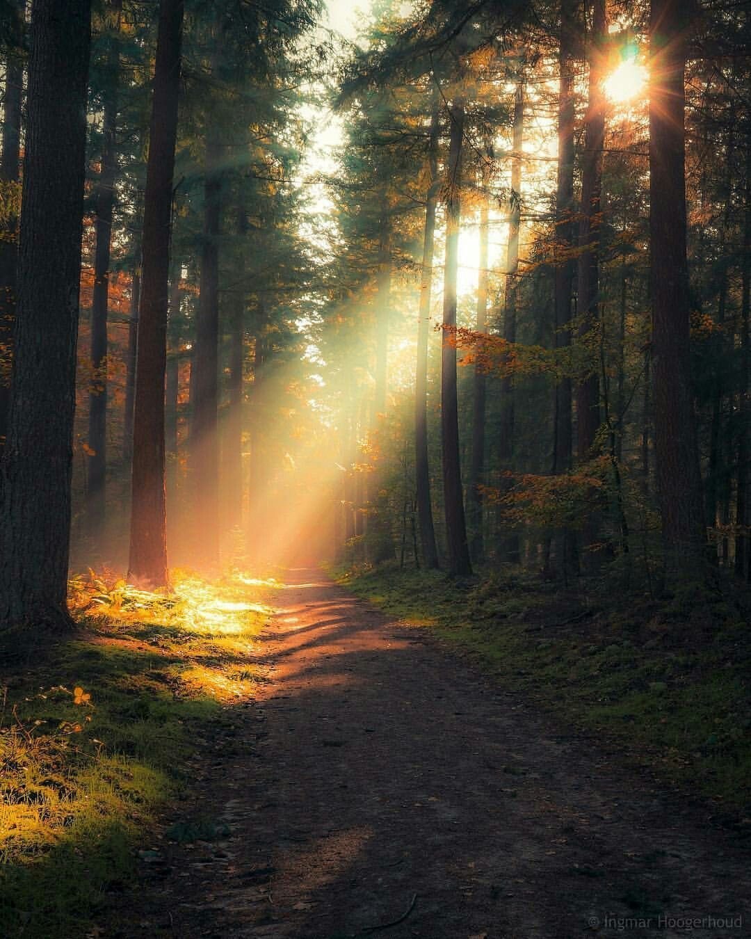 Солнце поднимается лес озаряется ярко красным светом