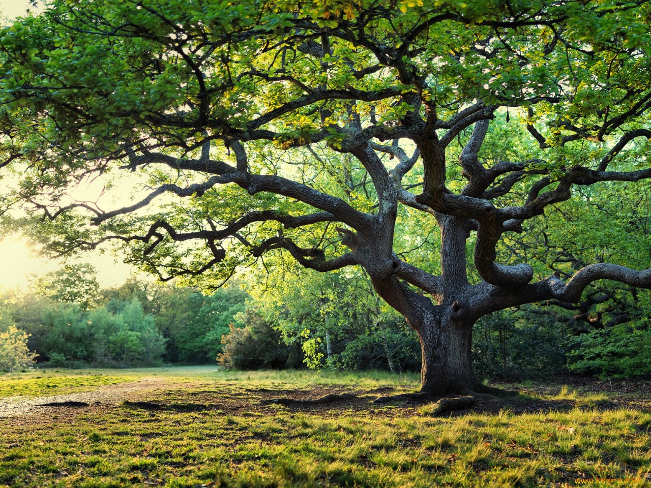 Красивое старое дерево. Шервудский лес в Англии. Большой дуб Шервудский лес. Японский дуб мидзунара.