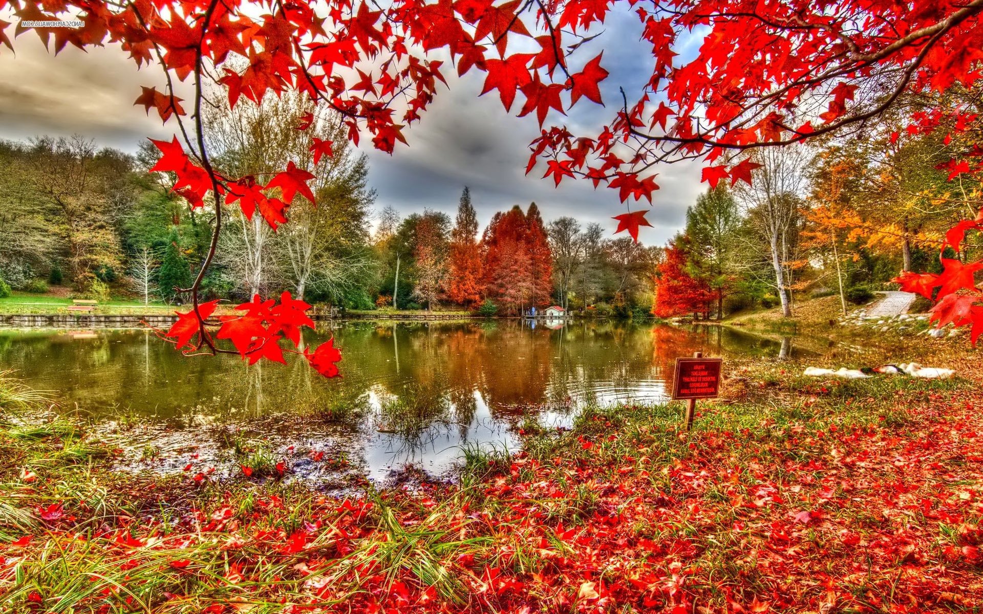 Красный золотой осень. Красная осень. Красота осени. Шикарная осень. Багряная осень.