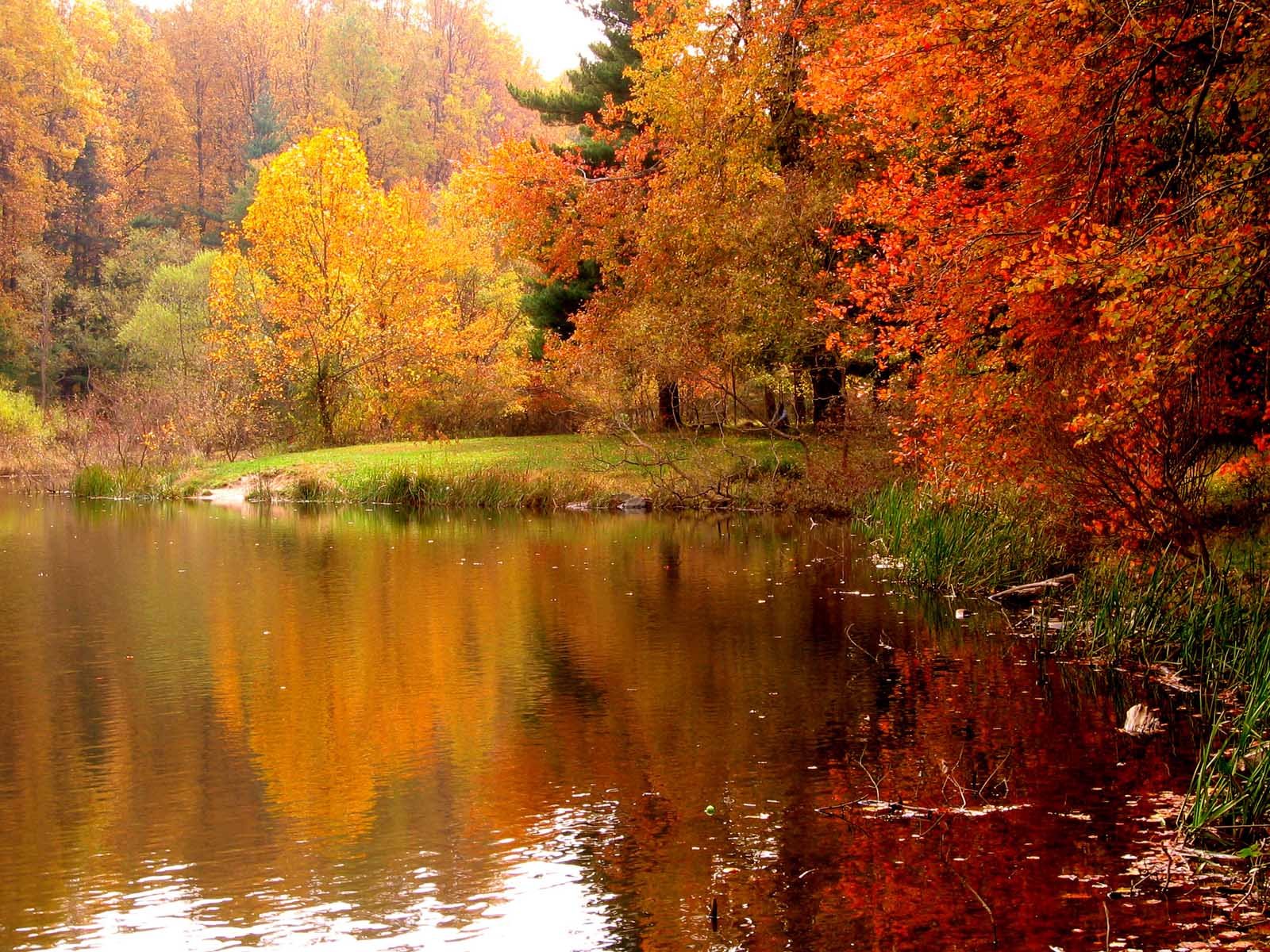 Осенние Пейзажи Фото Золотой Осени Скачать Бесплатно