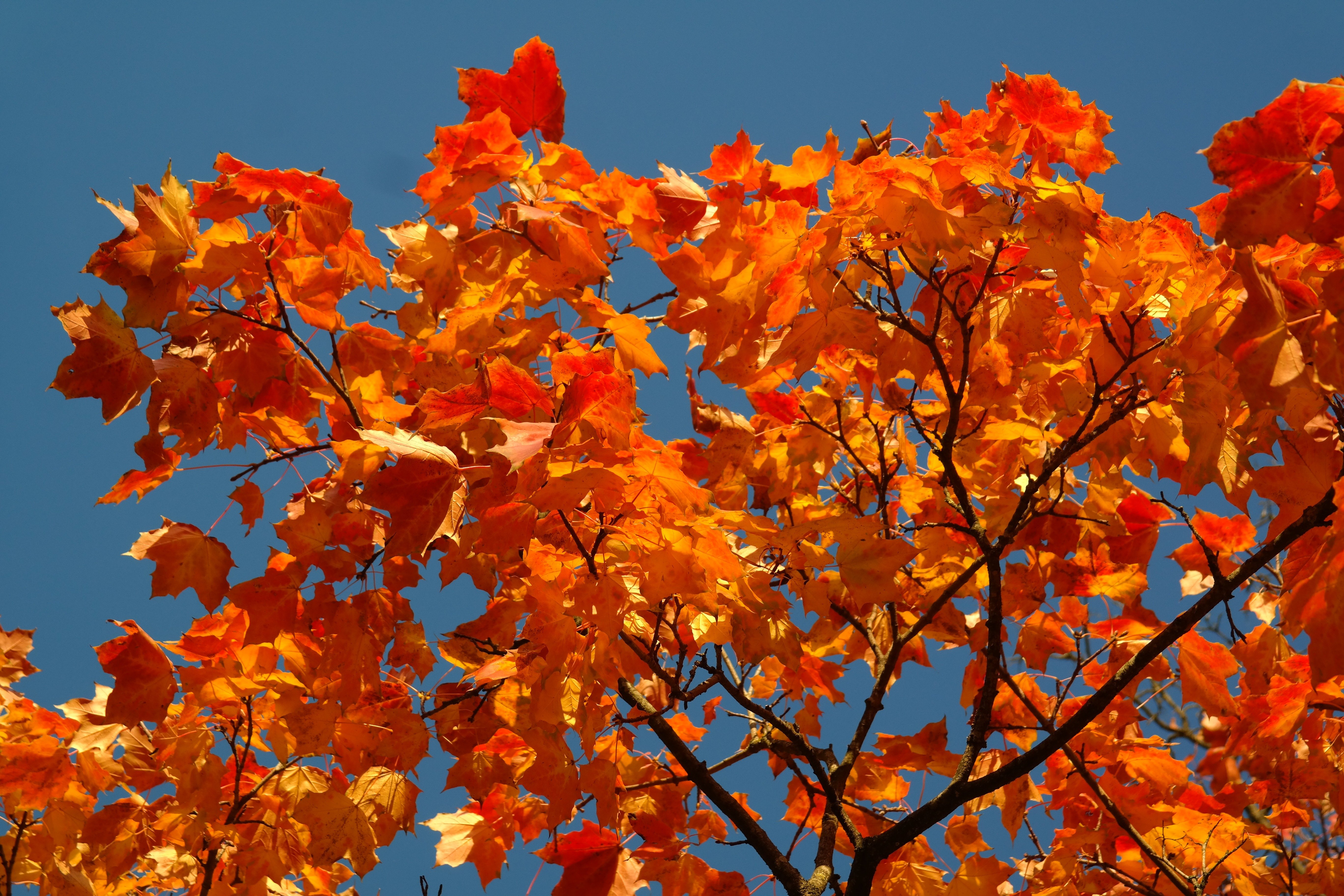 Клен оранжевый осенью