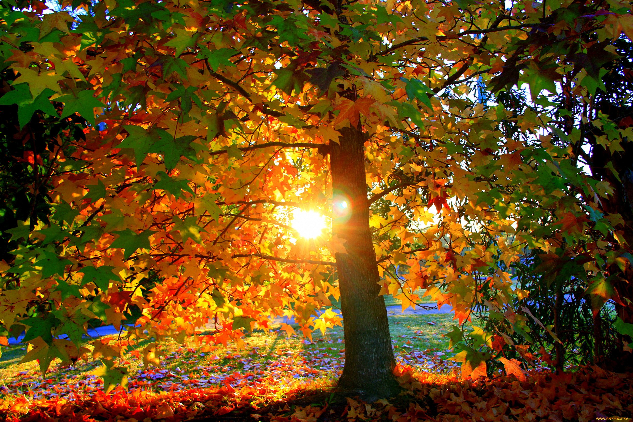 Красивый Осенний День Фото