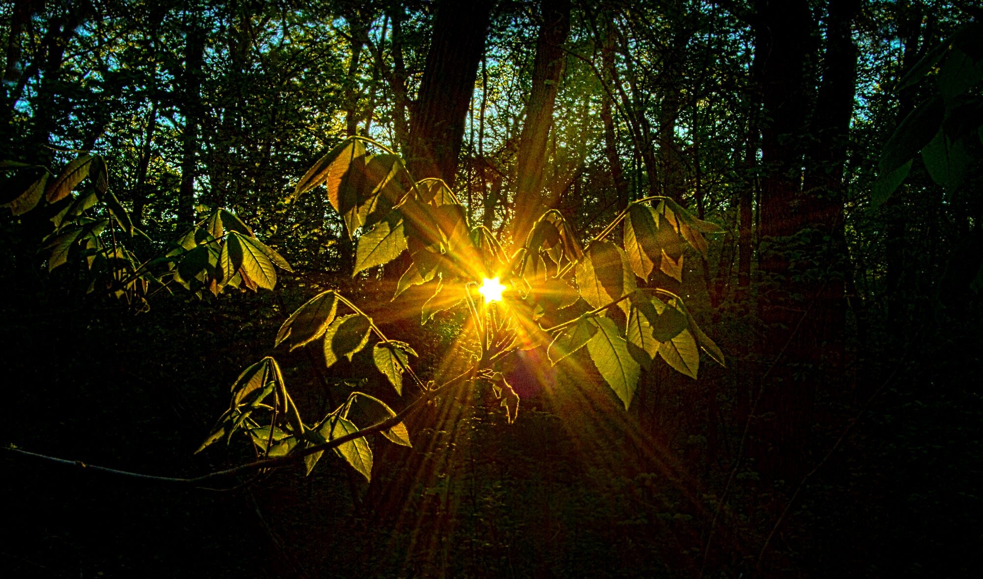 Лучи солнца сквозь листву