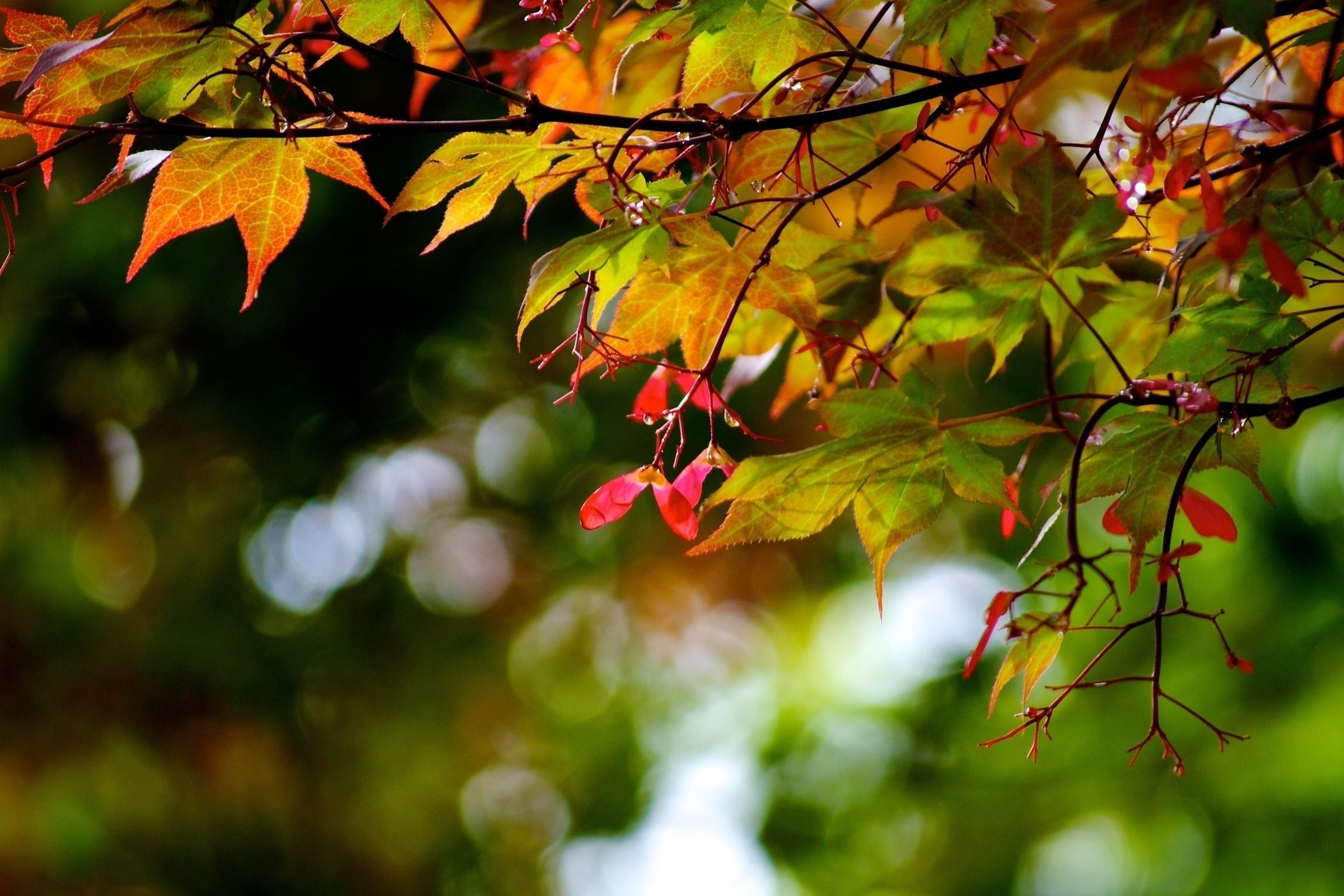 Качающаяся листва. Осенняя ветка. Красивые листья. Осенняя листва. Осенний фон на рабочий стол.