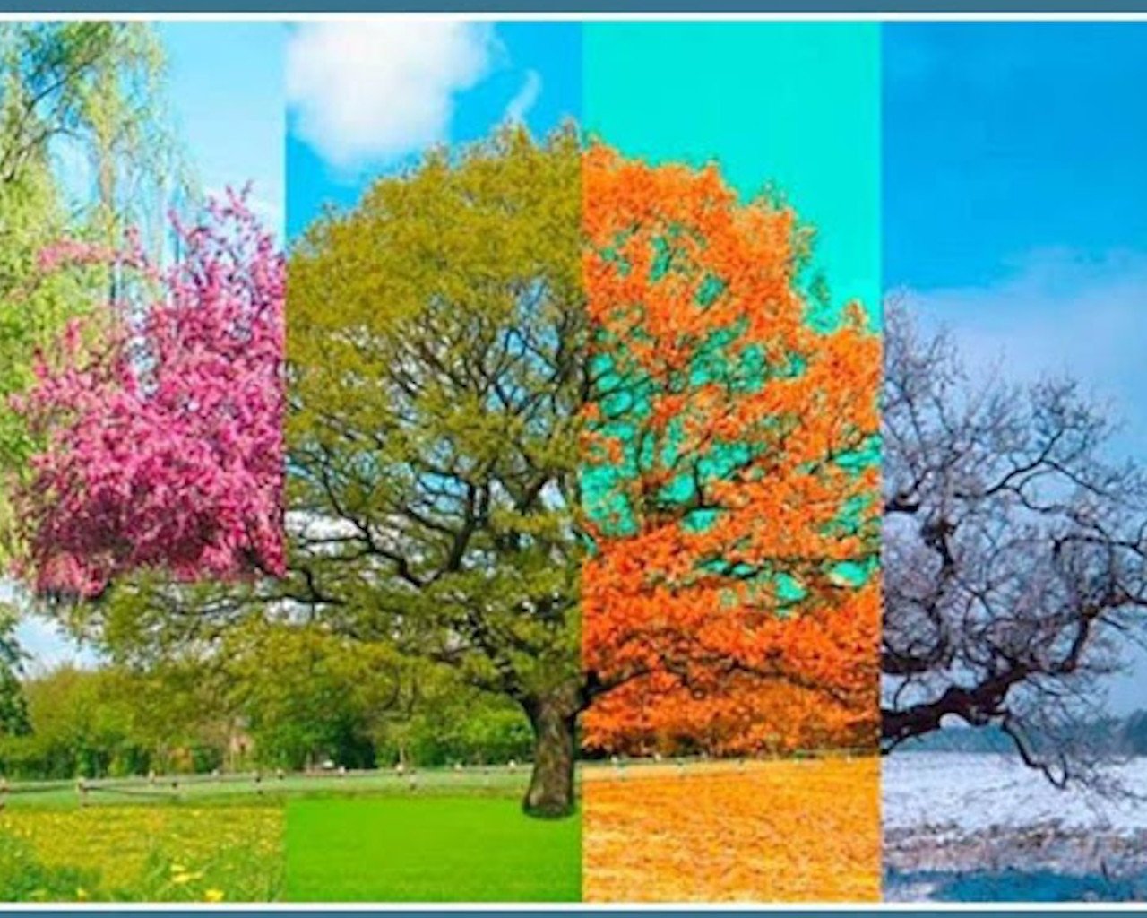 Какое время года хороша цветами. Дерево в разные времена года. Дерево 4 времени года. Пейзаж времена года.