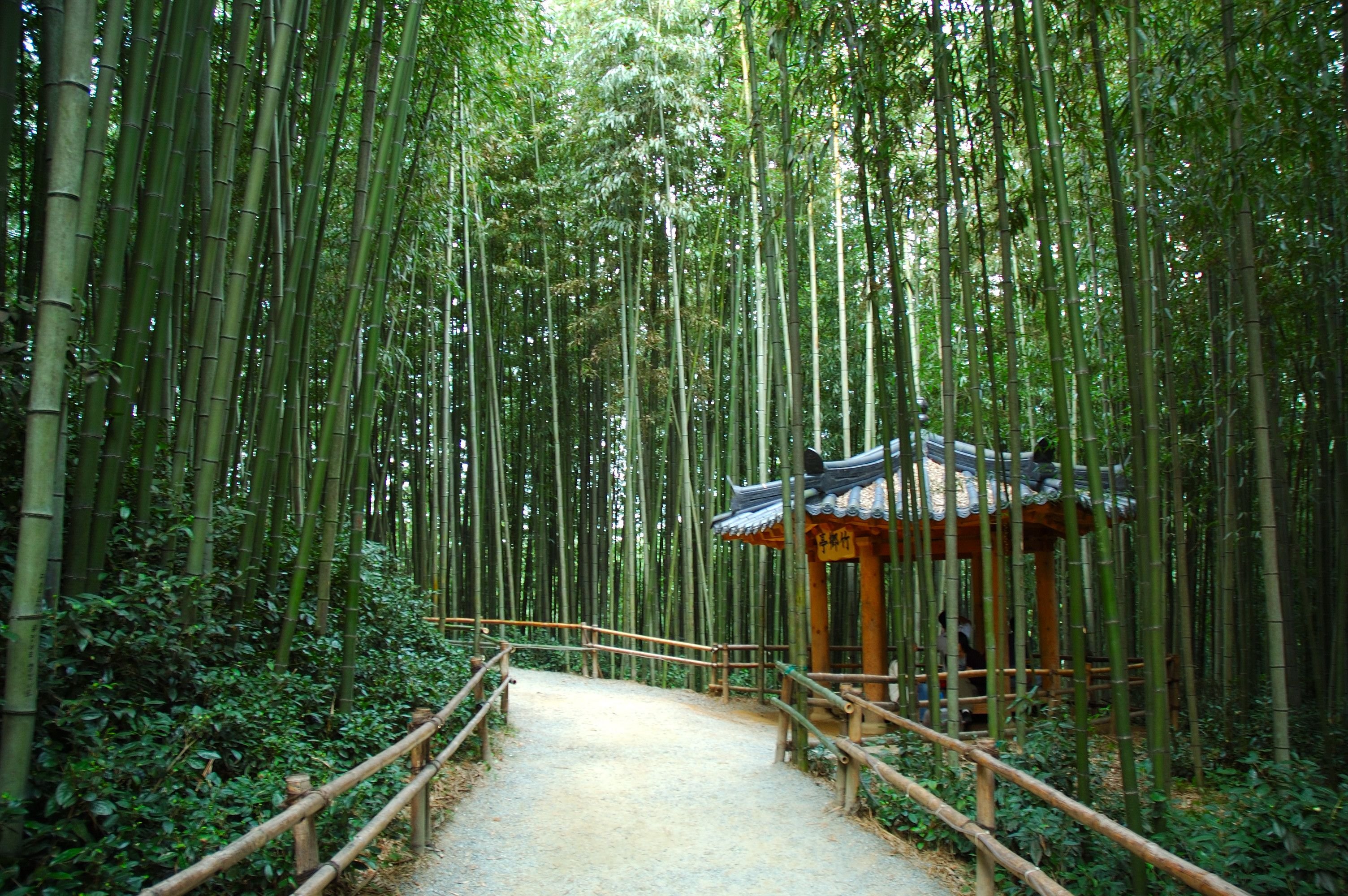 Бамбуковый лес в Корее