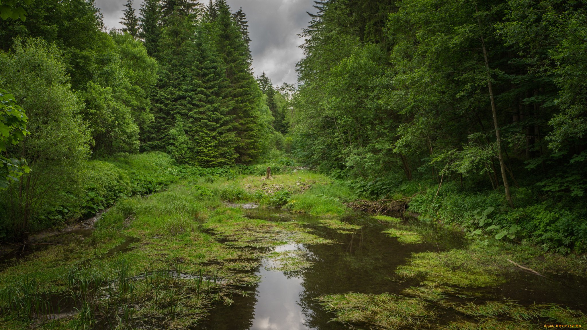 Заросшее озеро в лесу