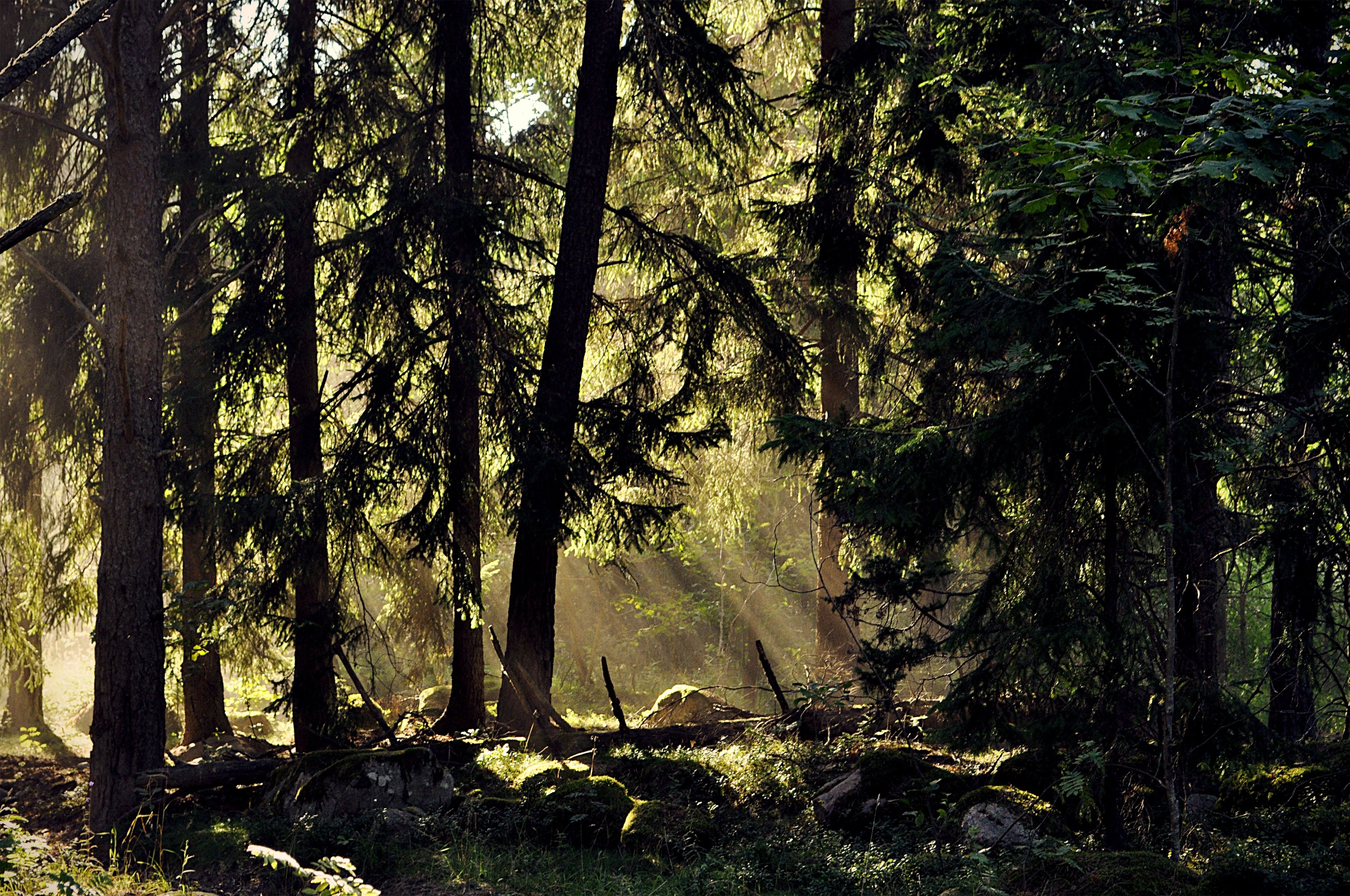 Чаща названо так. Дремучий хвойный лес Тайга. Труднопроходимый хвойный лес. Таежные леса Швеции. Шведские сосны лес Швеции.