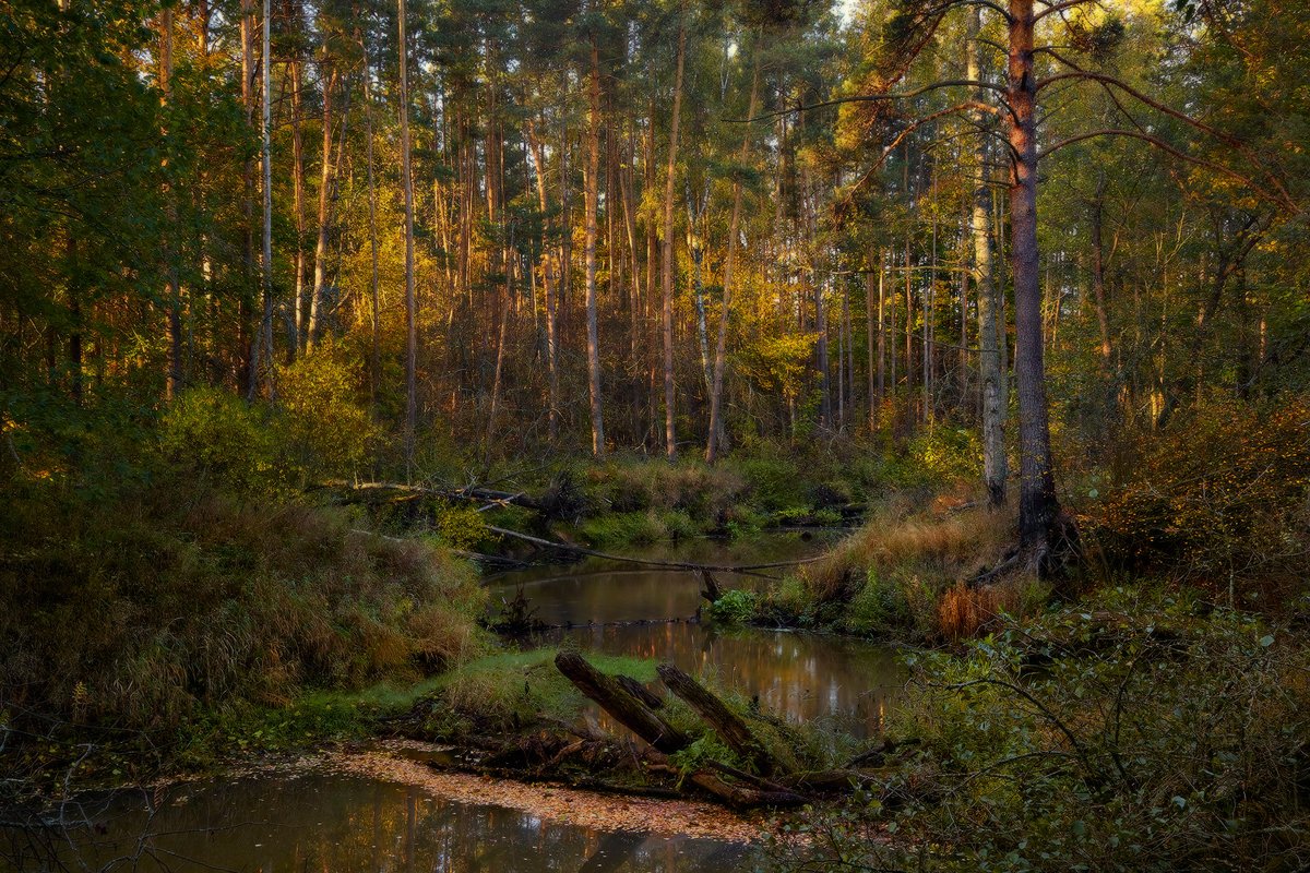 Осенний лес Владимирской области.