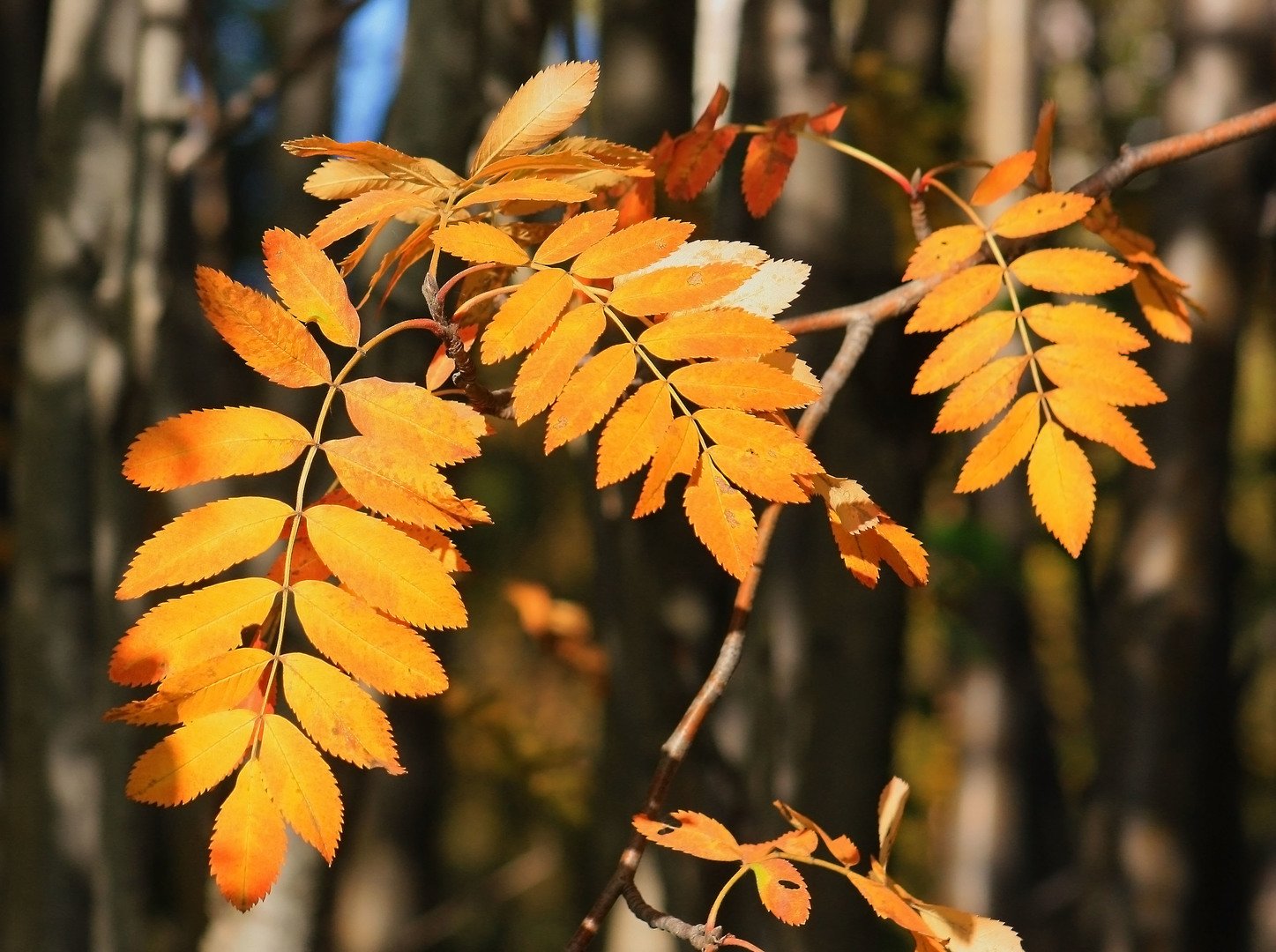 Осенние листья рябины - красивые фото
