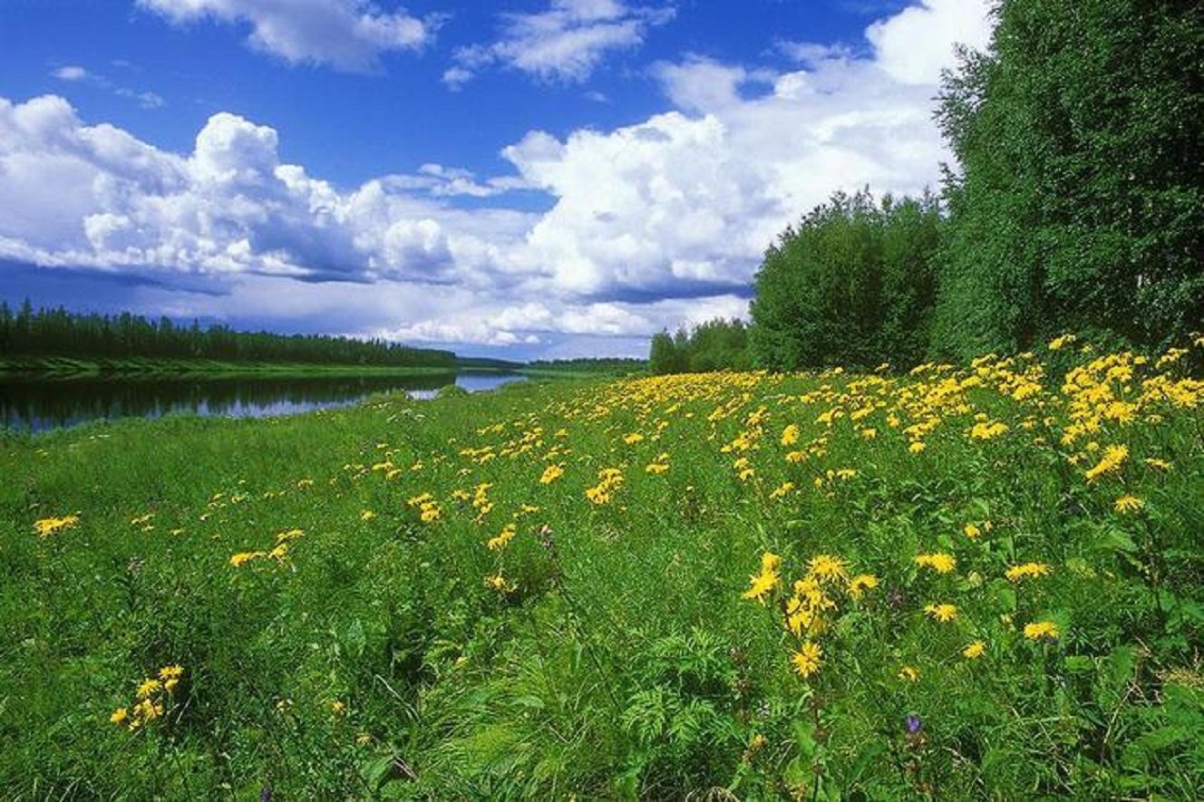 Природа Сибири летом
