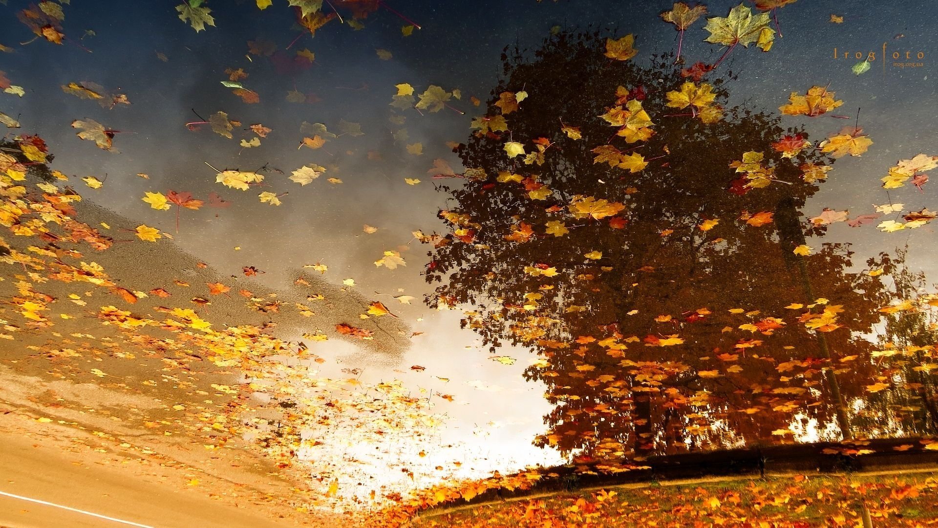 Дует сильно холодный ветер. Осень ветер. Осенний листопад. Осень листопад. Лист на ветру.