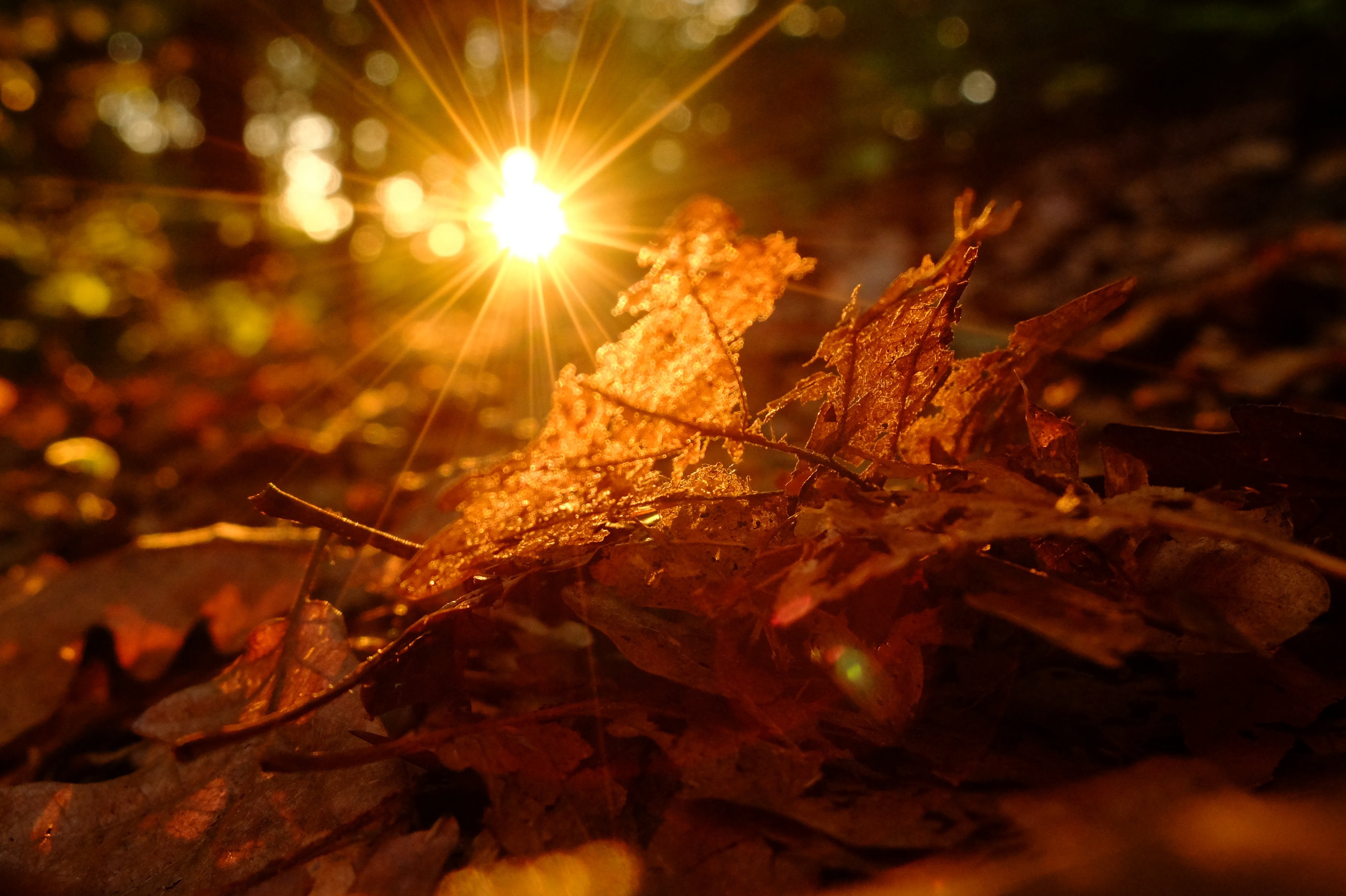 Солнечный луч солнечный дождик. Осеннее солнце. Солнечная осень. Солнце осенью. Осень листья солнце.