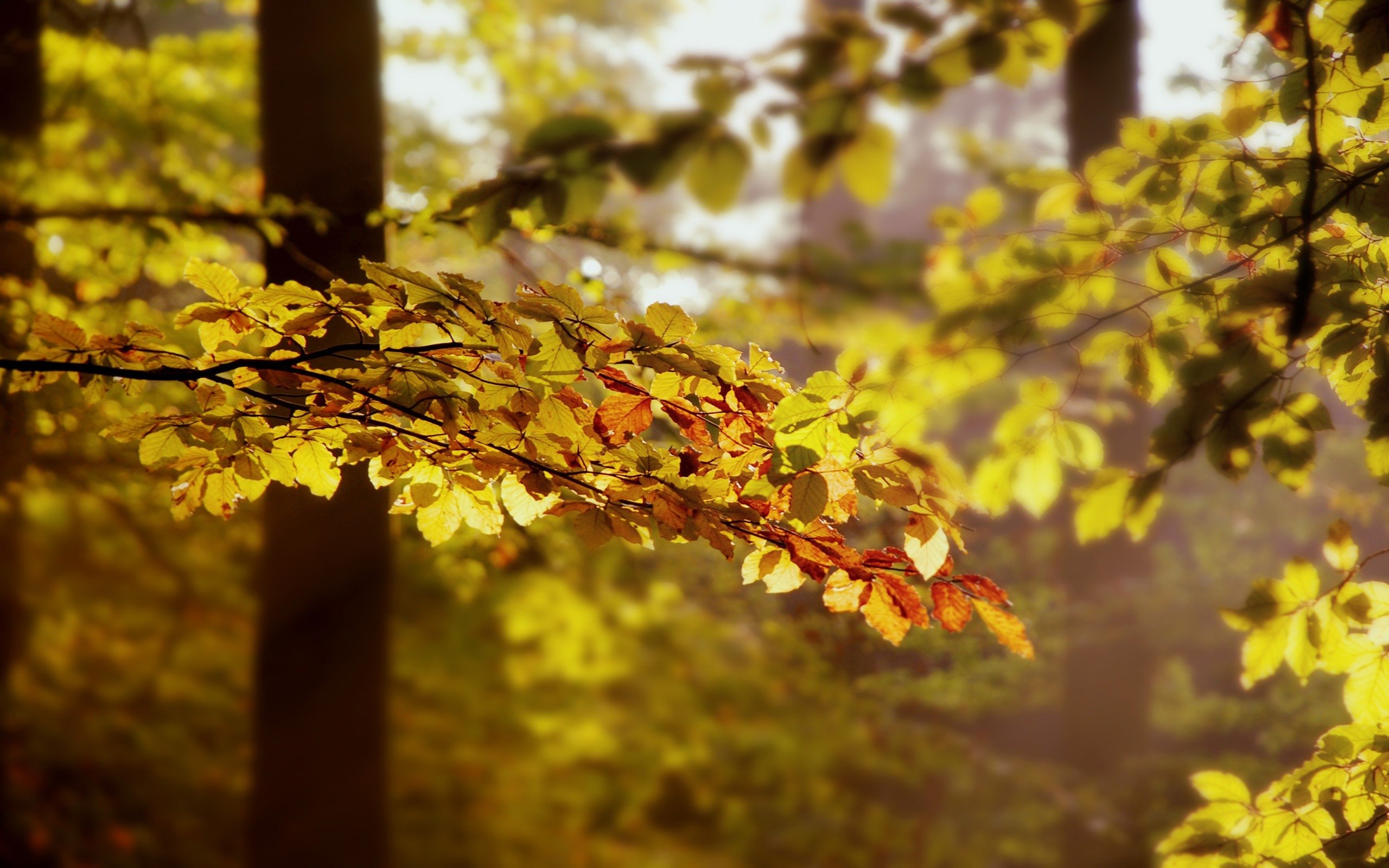 Вдруг среди листвы. Ветка осеннего дерева. Осенний лес. Дерево с желтой листвой. Осенняя листва на дереве.