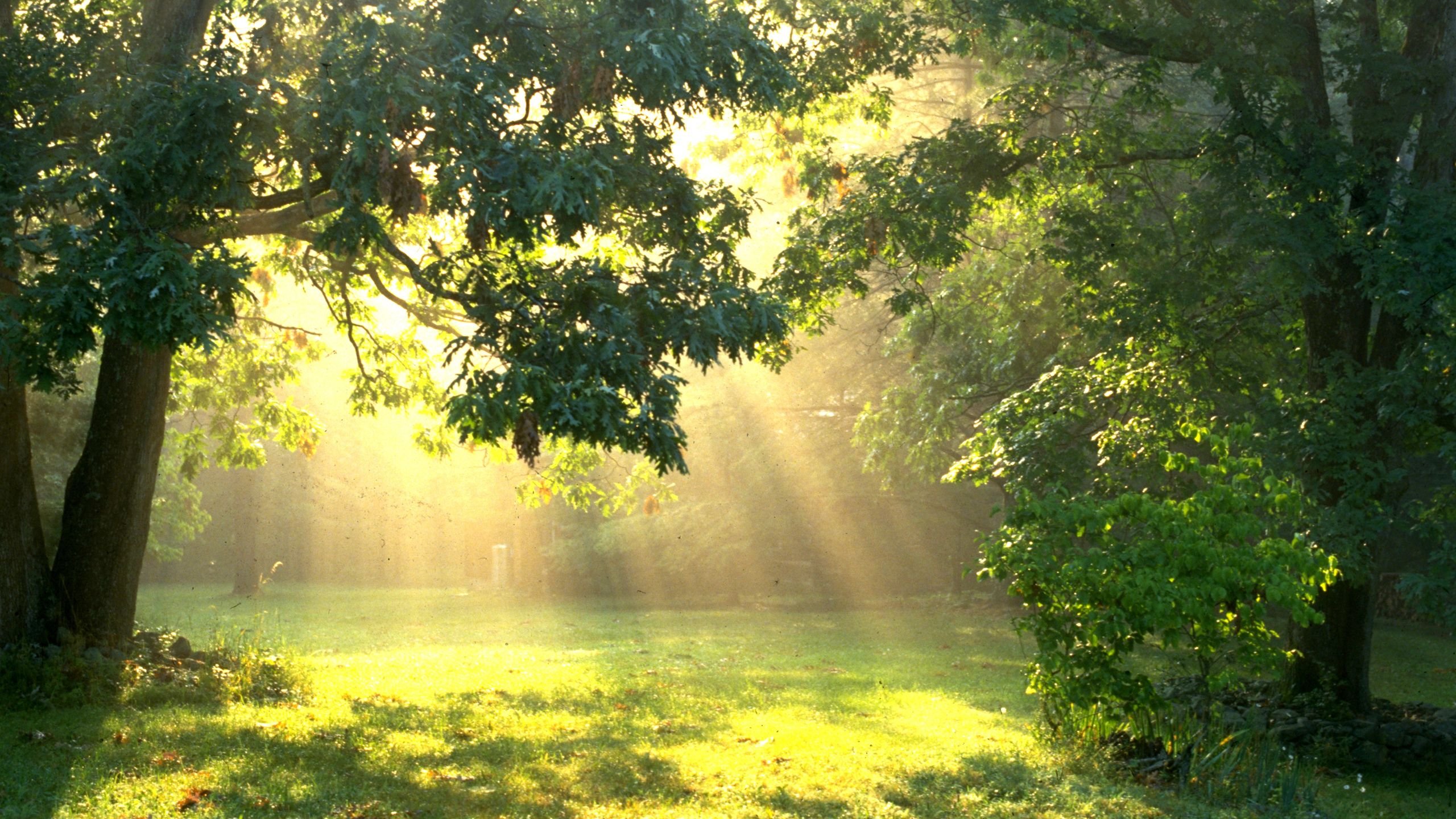 Солнце поднимается лес озаряется ярко красным светом. Лесная Поляна (Полянка) 1897. "Солнце в лесу". Фон природа. Солнечный пейзаж.