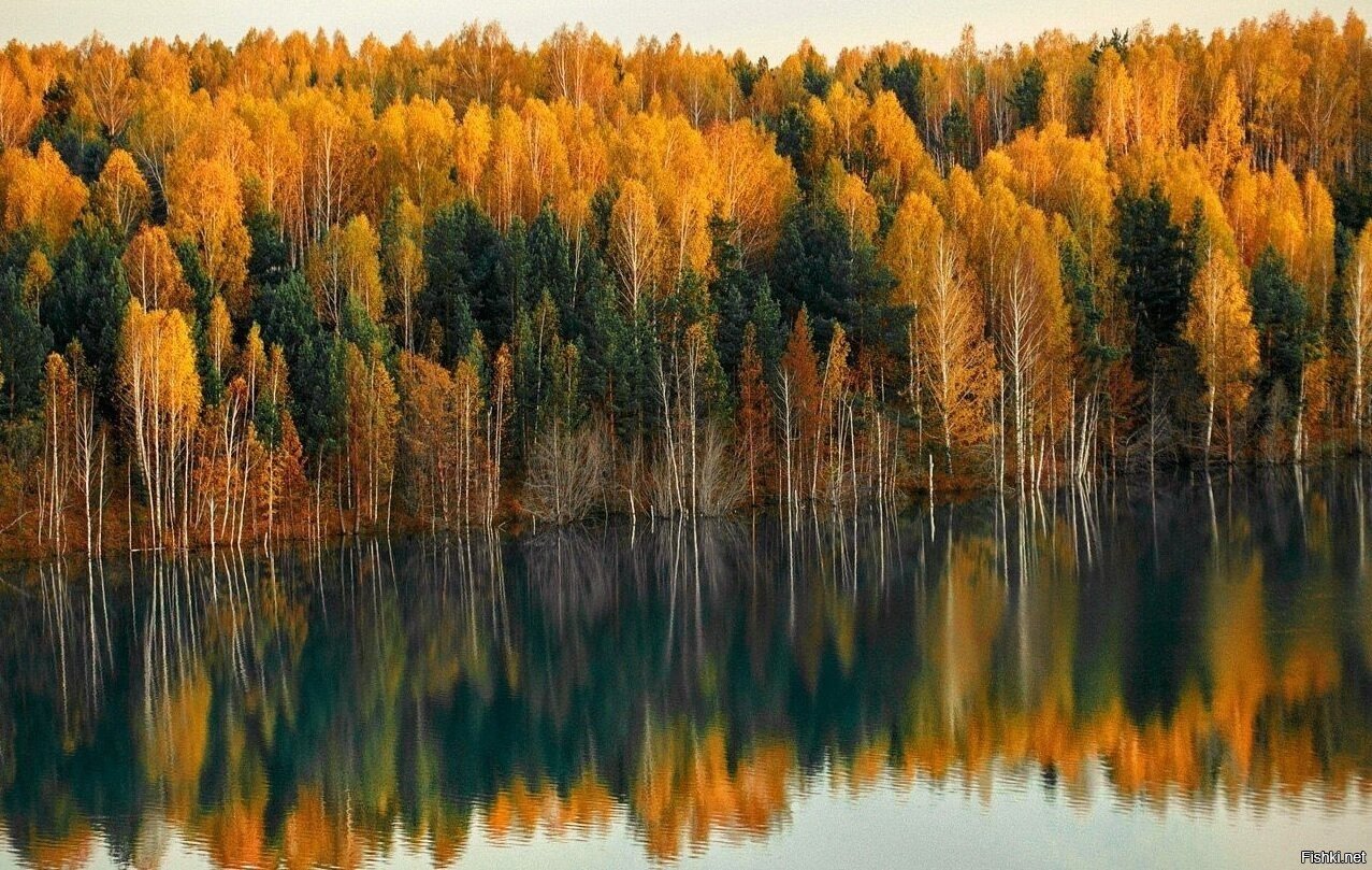 Осенняя Тайга Фото