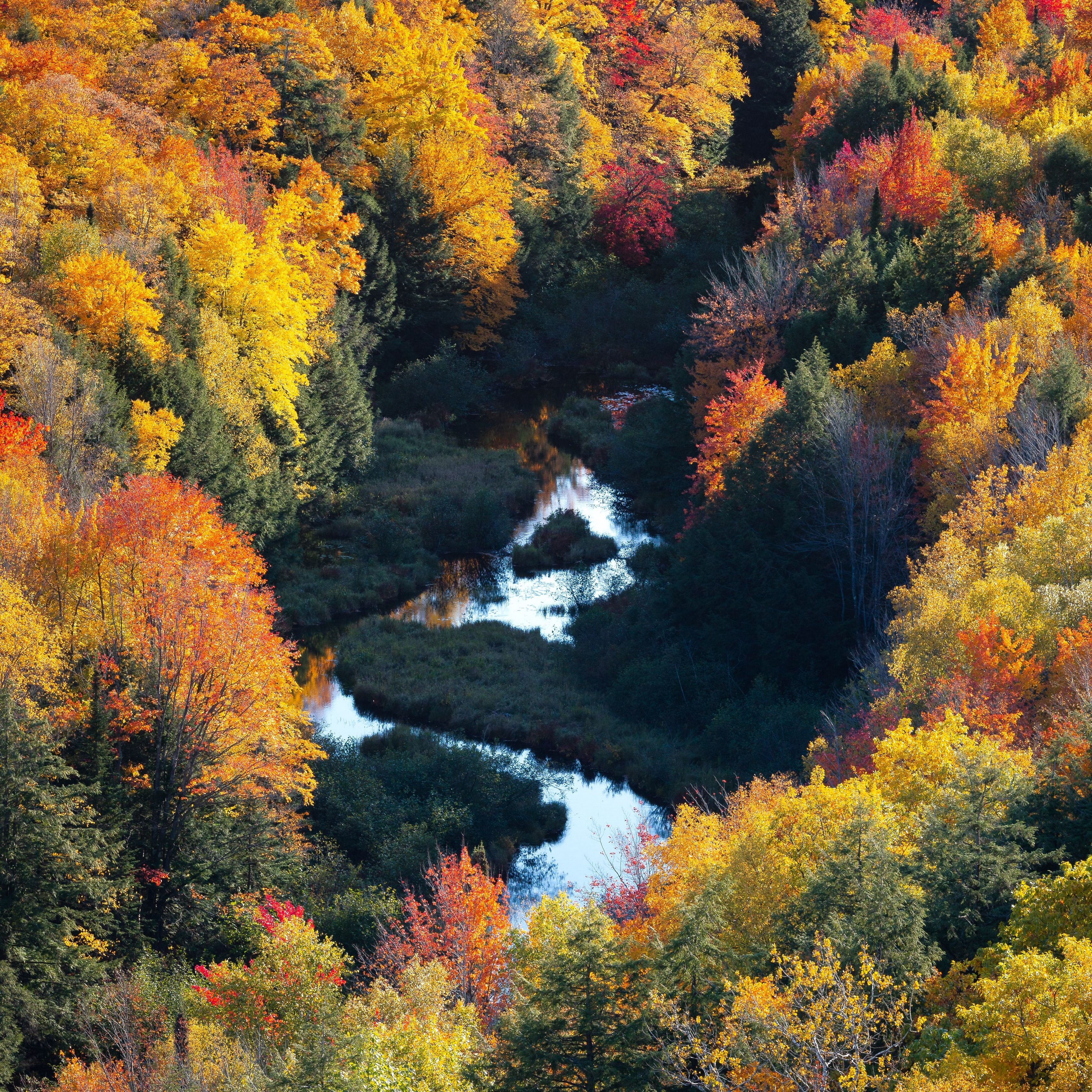 Виды осени. Осенний лес вид сверху. Осенний лес с птичьего полета. Осень лес вид сверху. Река осень вид сверху.