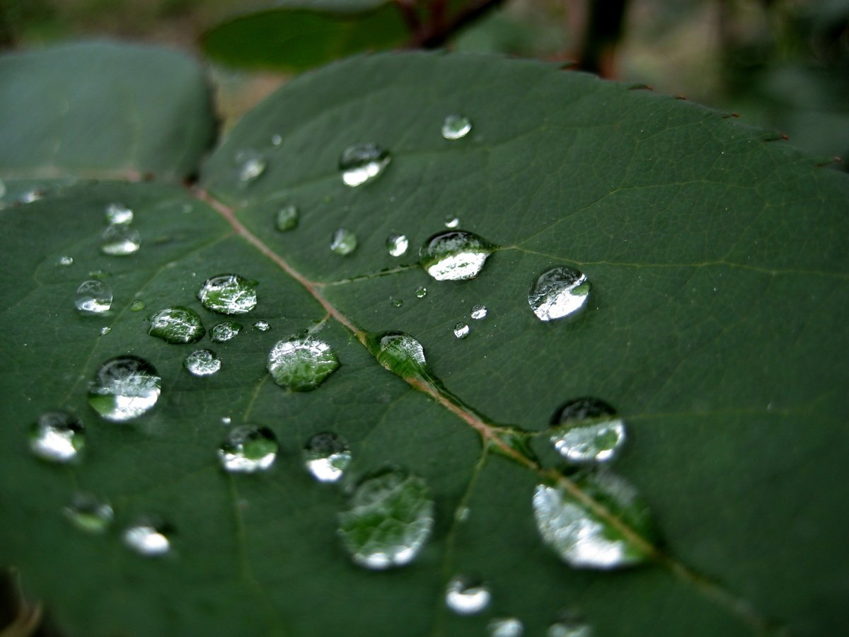 Дождевая капелька. Капли дождя. Капли дождя на листьях. Роса на листьях. Листва с капельками дождя.