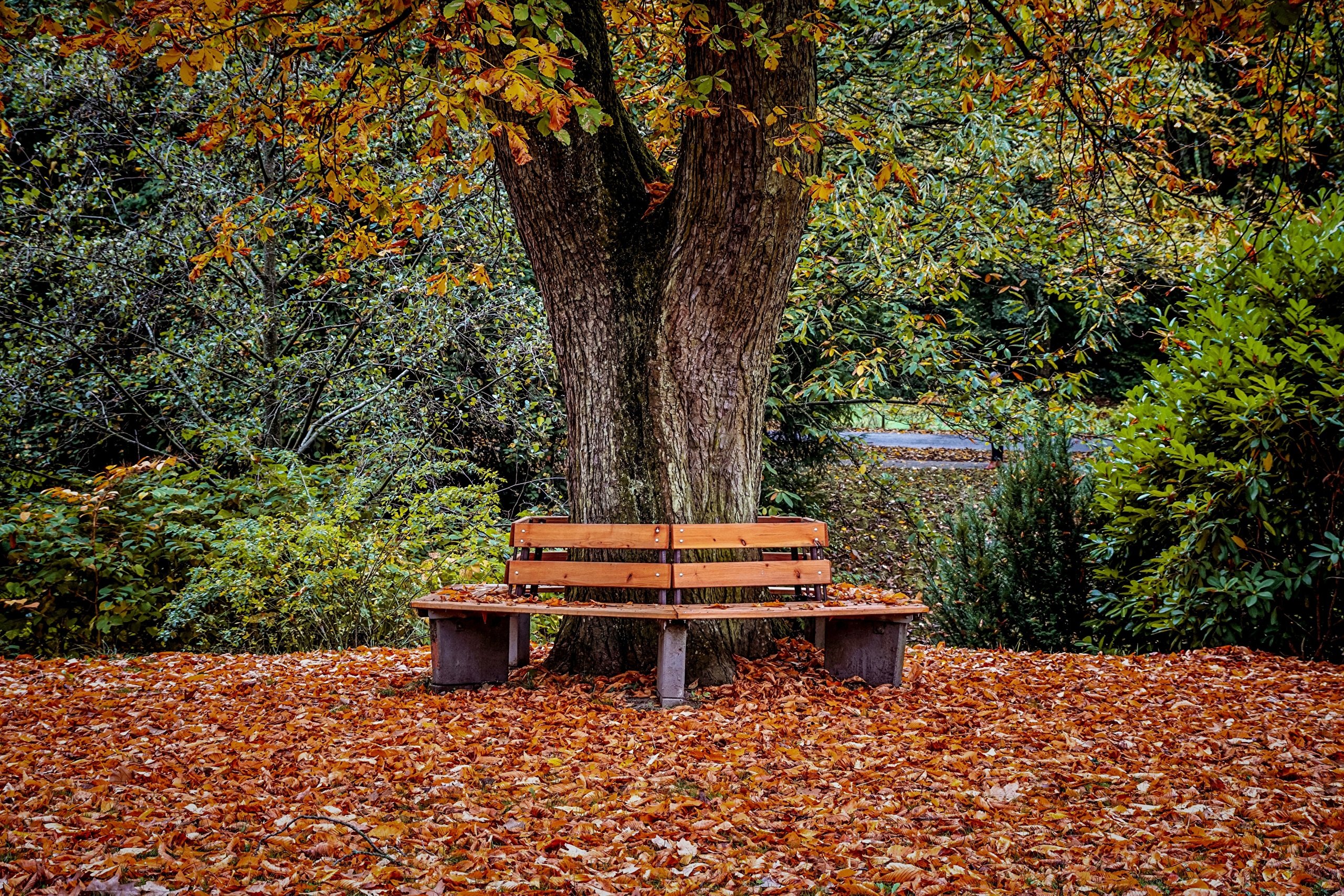 картина осень парк скамейка