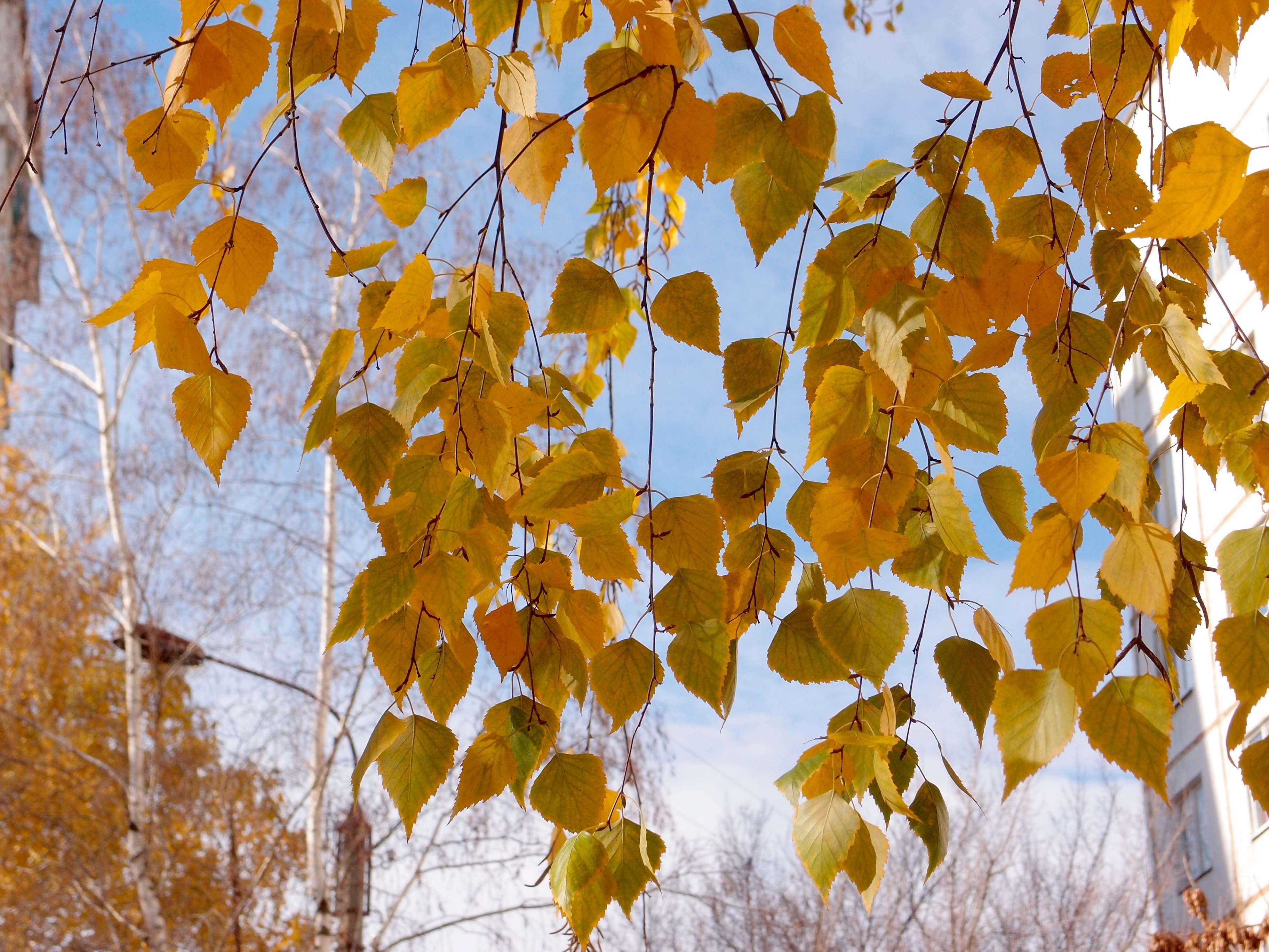 Осенний Лист Березы Фото