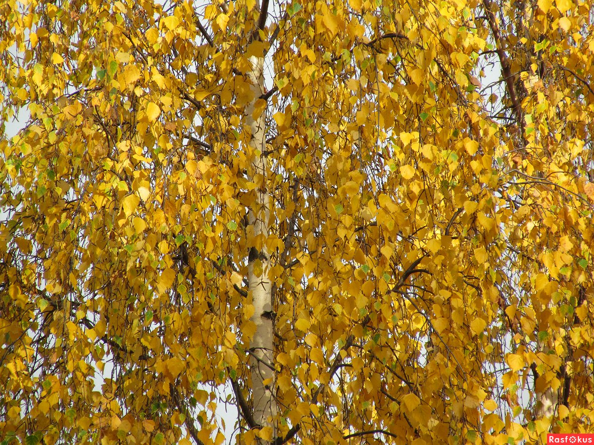 Желтые листья березы