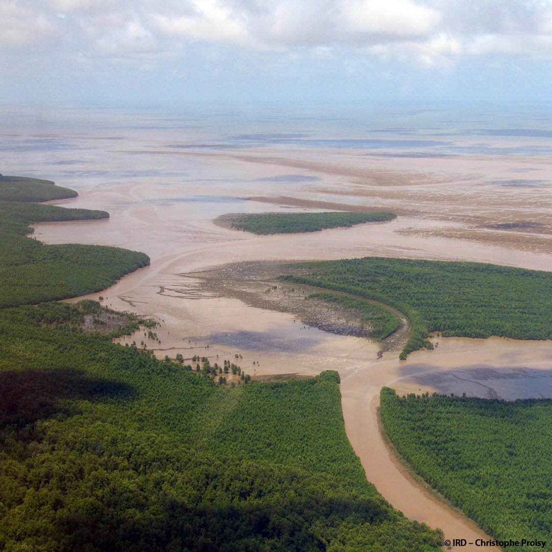 Дельта реки амазонки Дельта