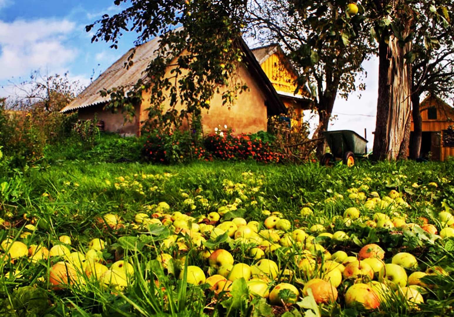 Яблоневый сад дома. Август яблоня деревня. Деревенский Яблоневый сад. Осень в деревне. Деревня летом.