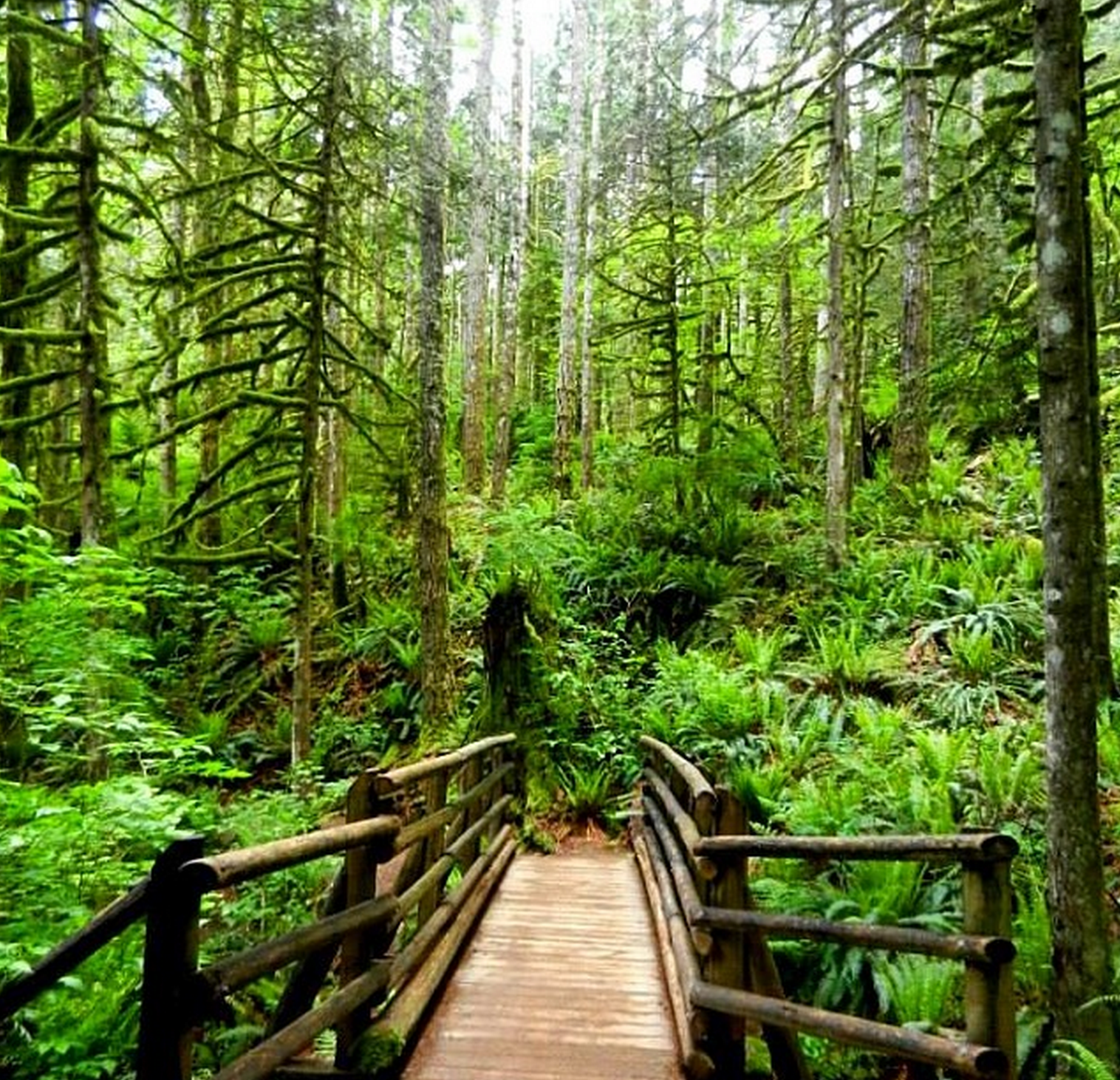 В отдельных местах леса где. Лес Хох в Сиэтле. Сиэтл дождевой лес. Дождевой лес США. Сиэтл лес залив.