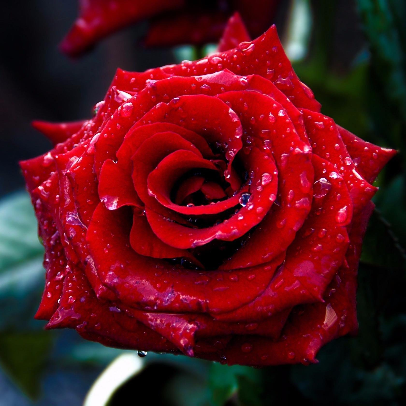 Самые красивые розы в мире