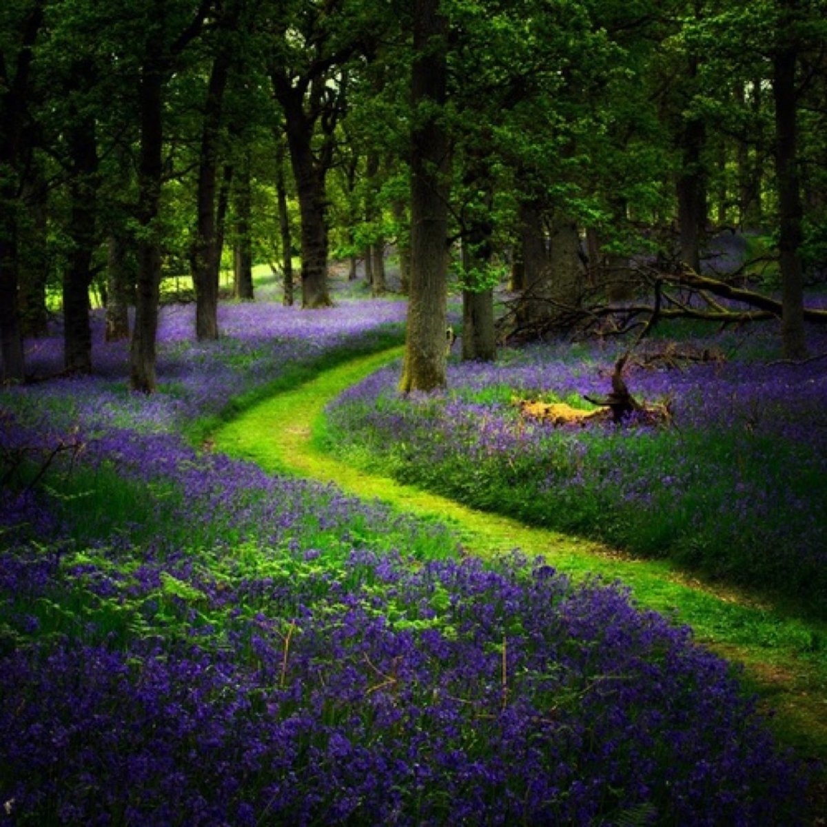 Красивая опушка леса фиолетовая