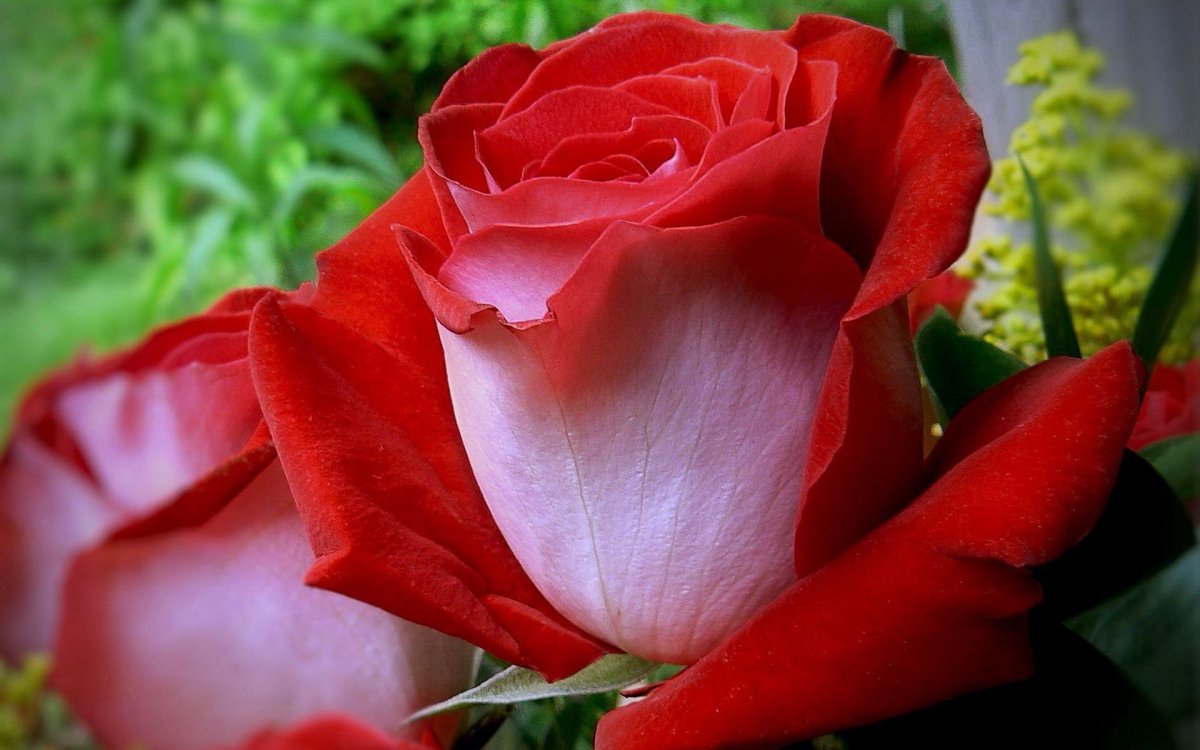 Самые красивые розы в мире