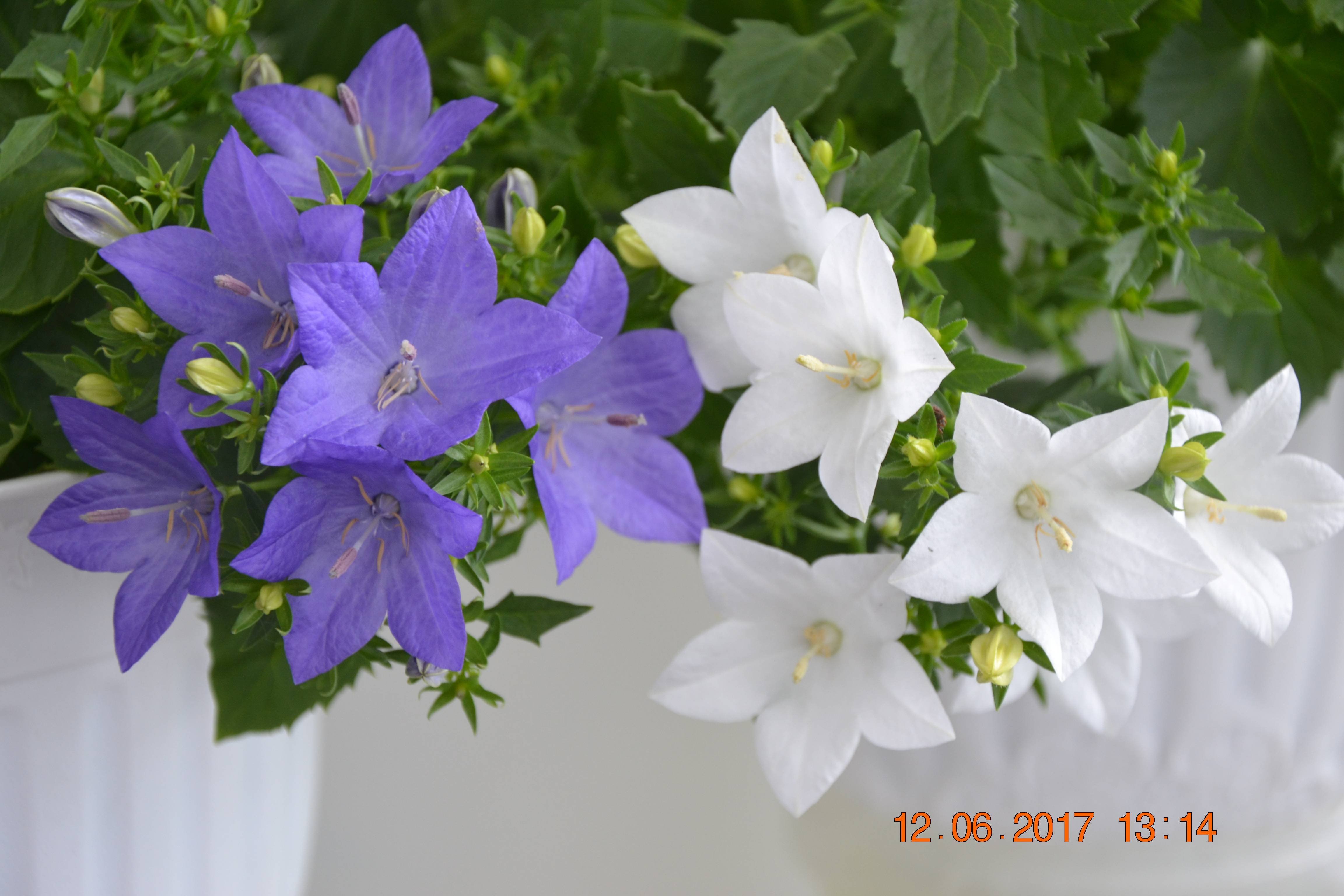 Цветок невеста садовый многолетний (100 фото)