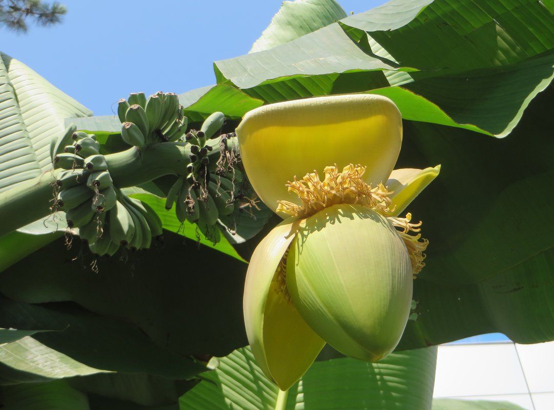 Как цветет банан. Банановая Пальма цветение. Бутон банана. Банановое дерево цветет. Цветение бананового дерева.