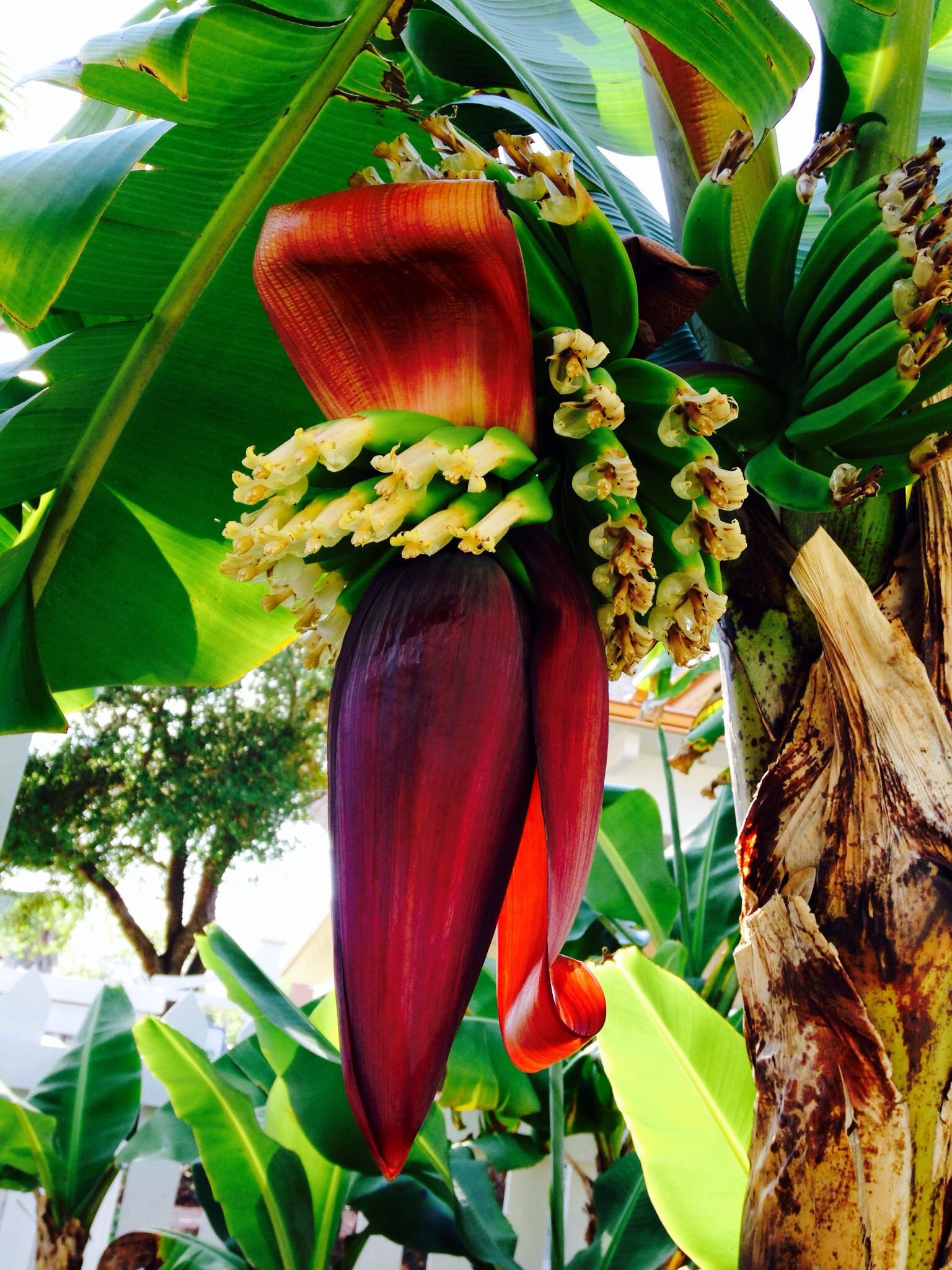 Как цветет банан. Банановая Пальма цветет. Соцветие банана. Цветение бананового дерева. Цветение банановой пальмы.