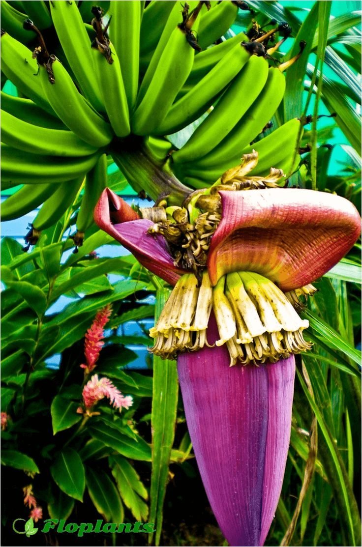 Цветок Банана Фото Комнатный