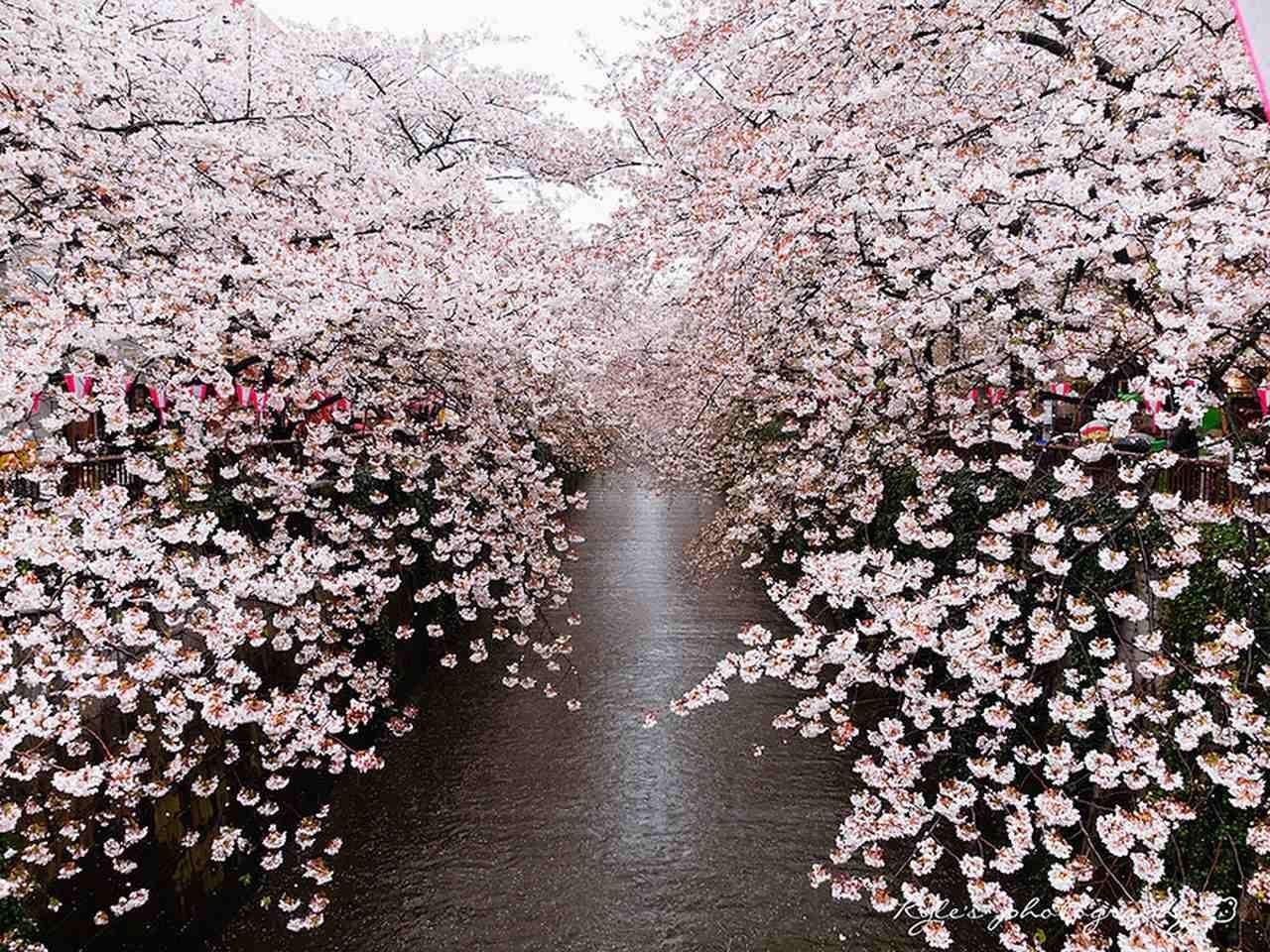 Cherry blossom отзывы. Черри блоссом. Цветение японской Сакуры. Расцвет Сакуры в Японии. Цветущая Сакура в Японии.