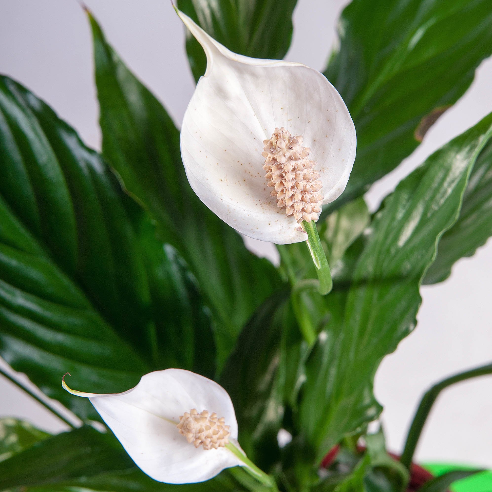 Комнатное растение с большими листьями и белыми цветами фото и названия