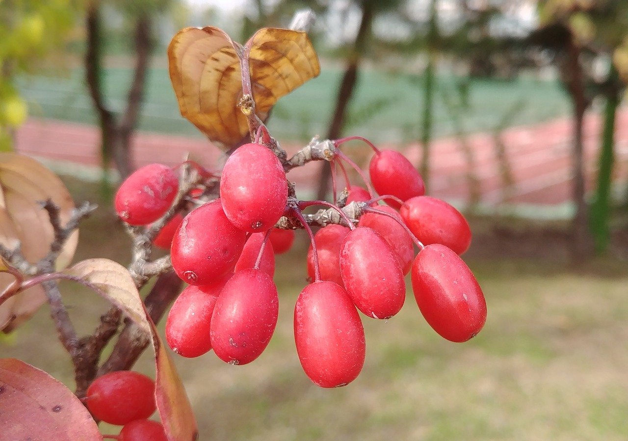 Плоды сакуры фото как выглядят
