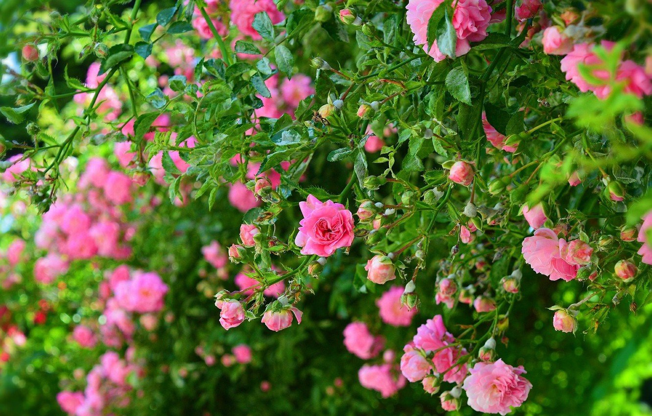 Розовые кустовые розы на кусте