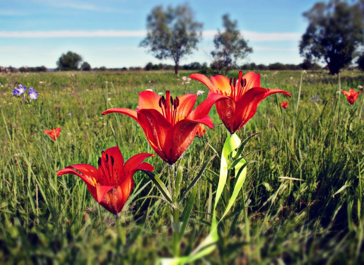Сардана цветок Якутии - красивые фото