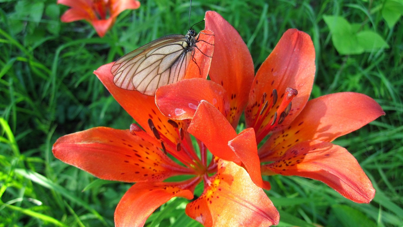 Сардана цветок Якутии - красивые фото