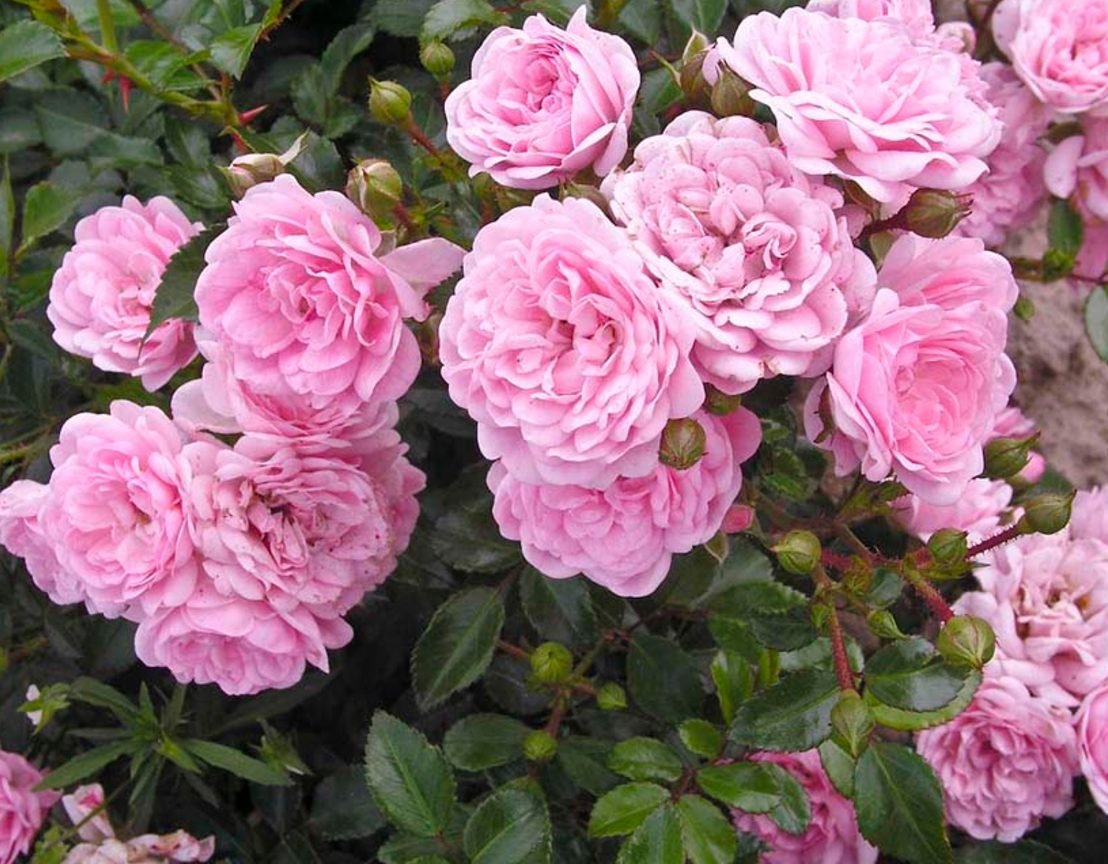 Роза почвопокровная Фейри Тейл - 63 фото