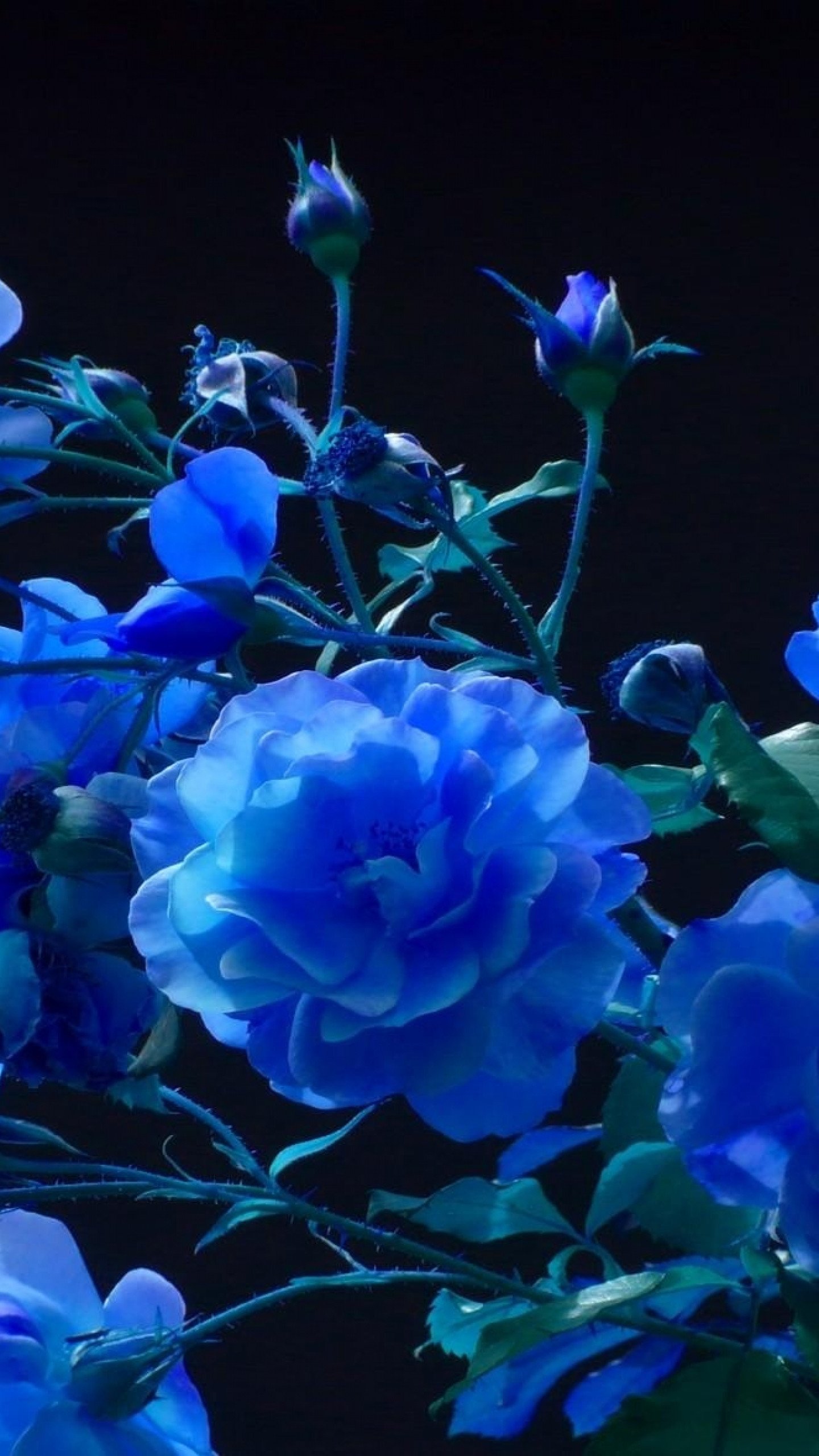 Синие цветы на черном фоне - красивые фото