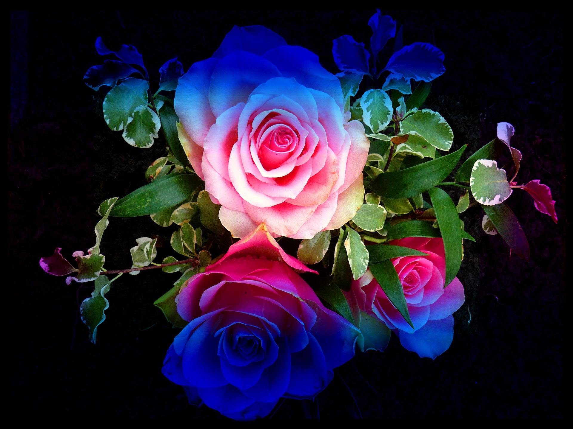 Видео открытка разные. Живые цветы. Яркие цветы на черном фоне. Живые розы. Цветные розы.