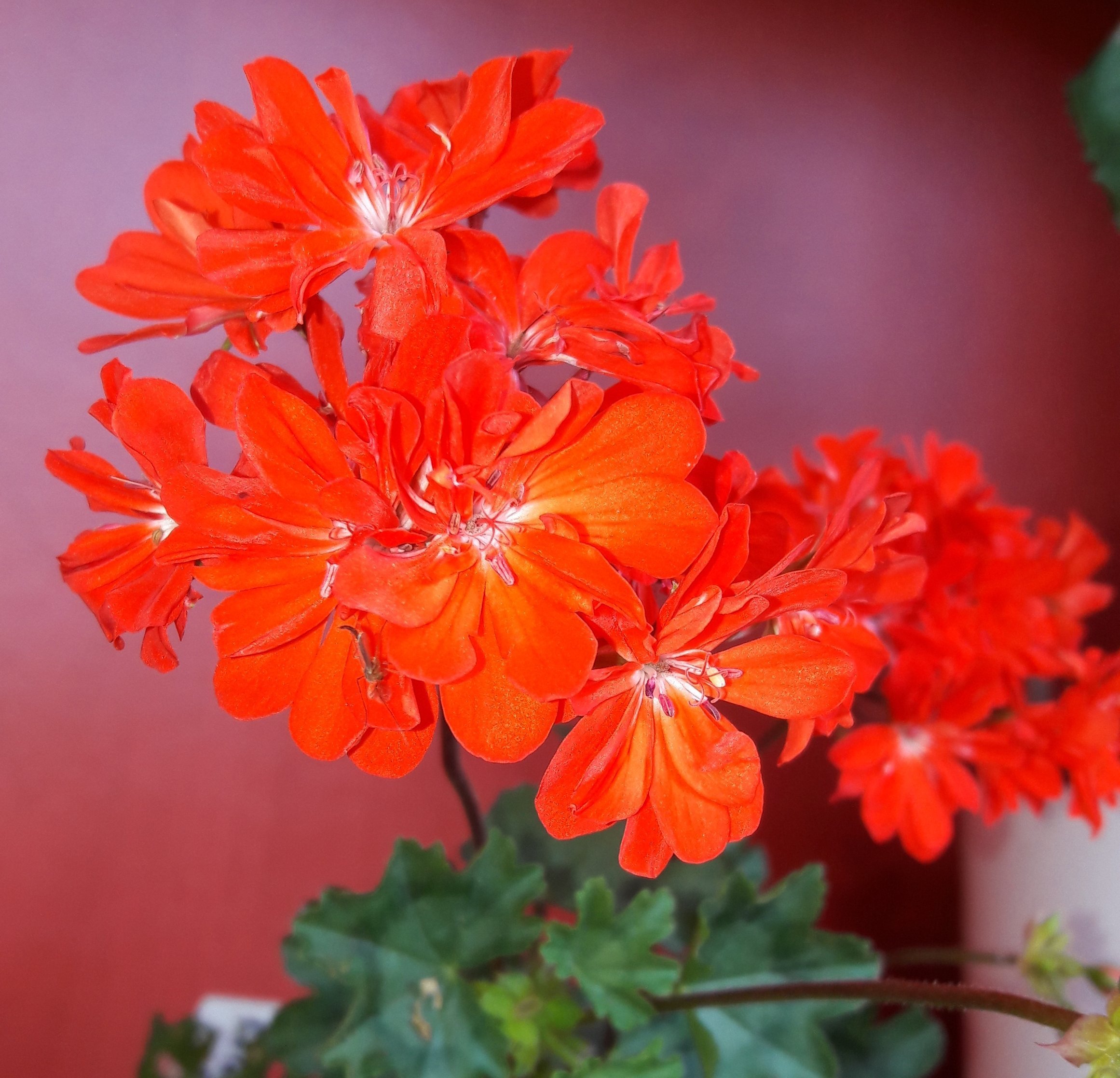 Пеларгония оранжевая - красивые фото
