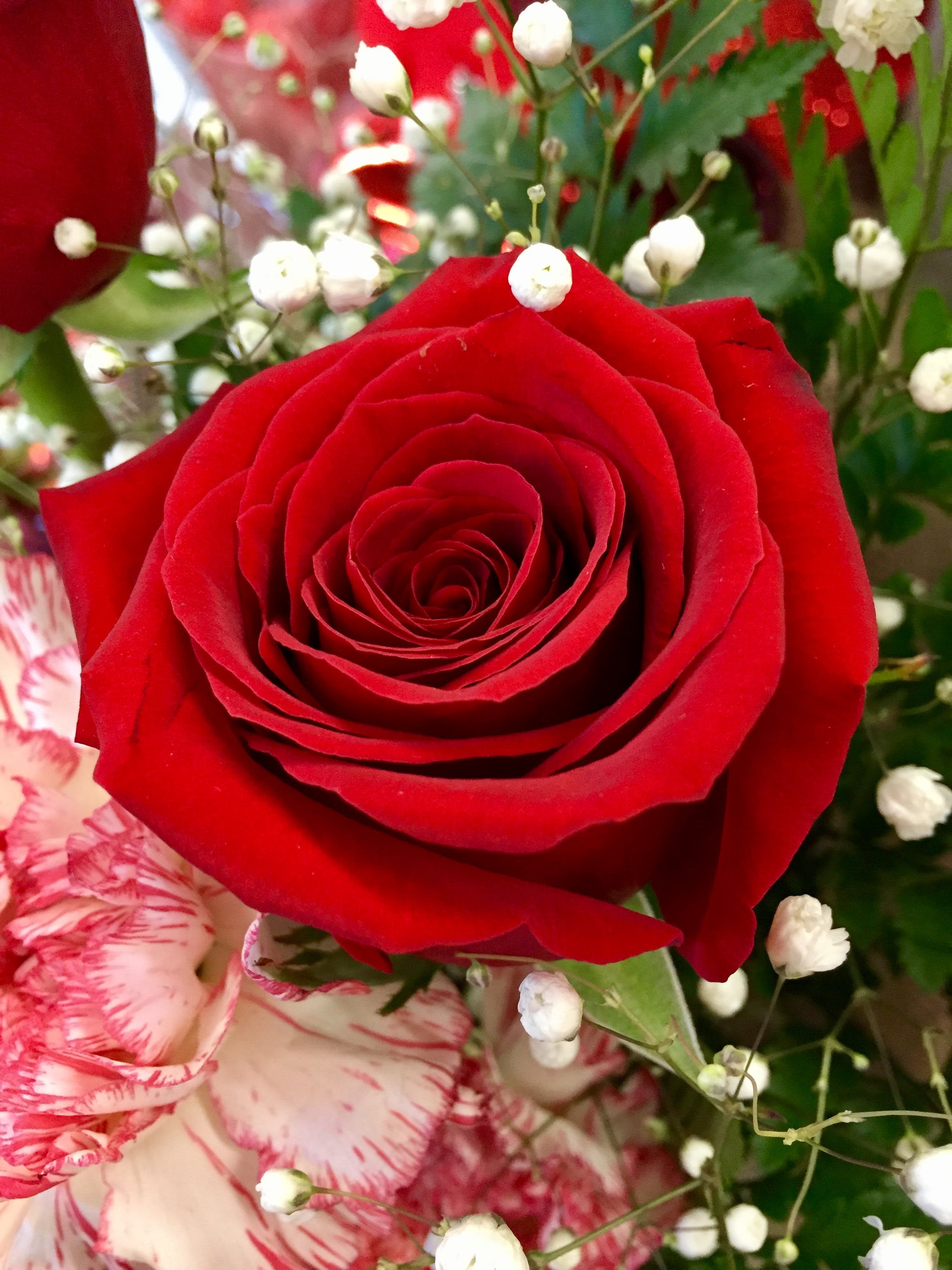 Gul yuzim. Чирайли Гулар. Гуллар расми. Чиройлик Гулар. Красивые розы.